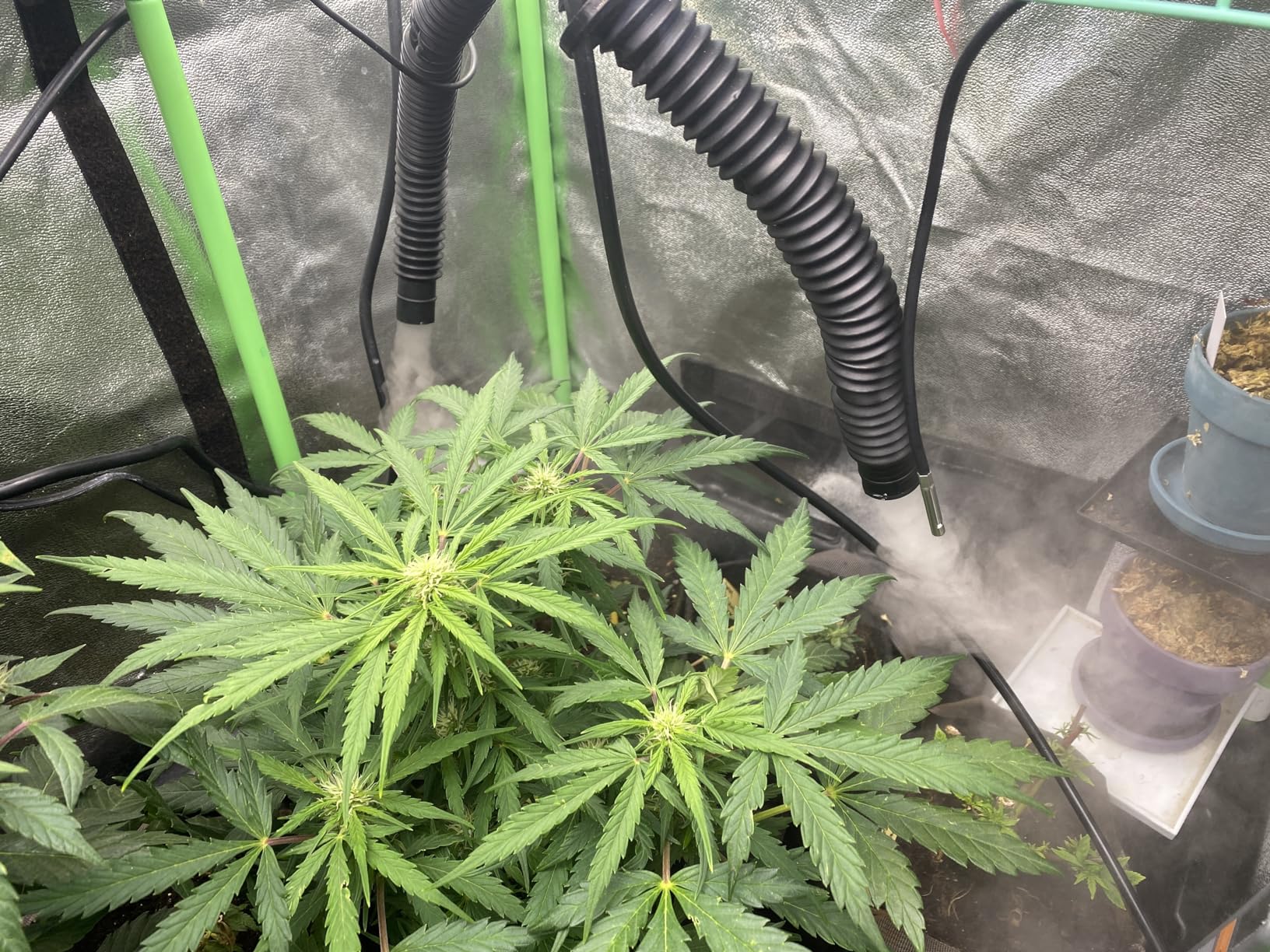 Spider Farmer 16L/4.2Gal Humidifier 1400ML/H Output for Grow Tent 2000 Sq.ft Large Room Plant Multi Extendable Hoses Splicing and Humidity Sensor Probe Cool Mist Quiet for Bedroom Greenhouse Indoor customer photo 1