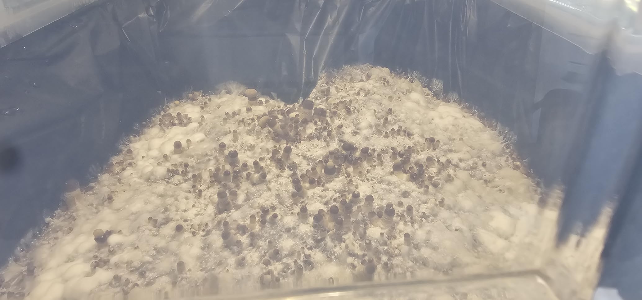 Myco Labs Grower's Select 66Q Large Mushroom Monotub Fruiting Chamber with Filter Disks and Liner customer photo 1
