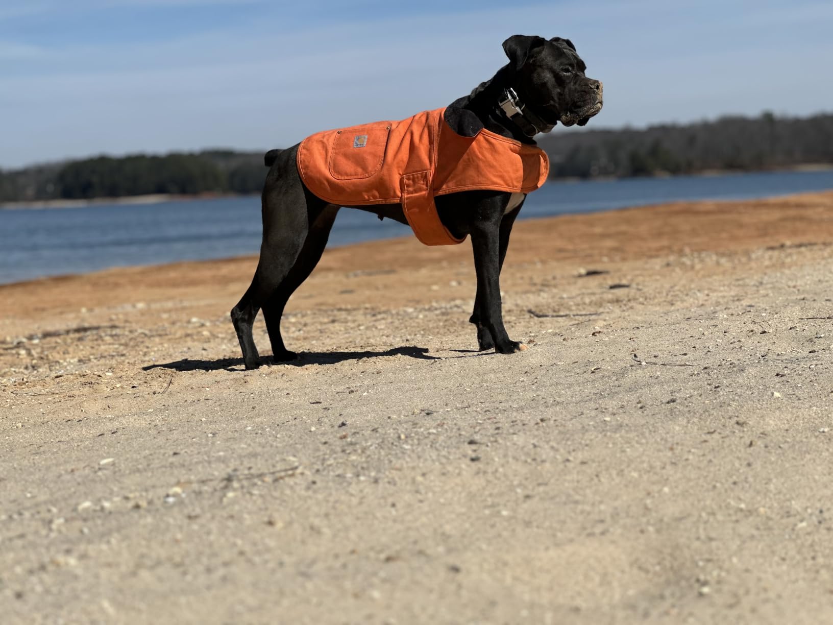 Carhartt Firm Duck Insulated Dog Chore Coat, Durable Weather Resistant Jacket for Cold and Windy Conditions, PFAS Free (Carhartt Brown), Large customer photo 1