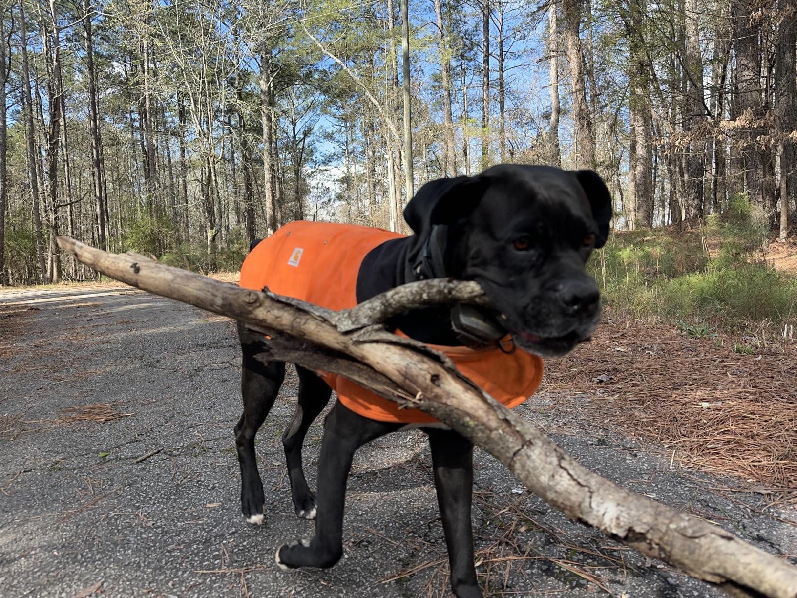 Carhartt Firm Duck Insulated Dog Chore Coat, Durable Weather Resistant Jacket for Cold and Windy Conditions, PFAS Free (Carhartt Brown), Large customer photo 2