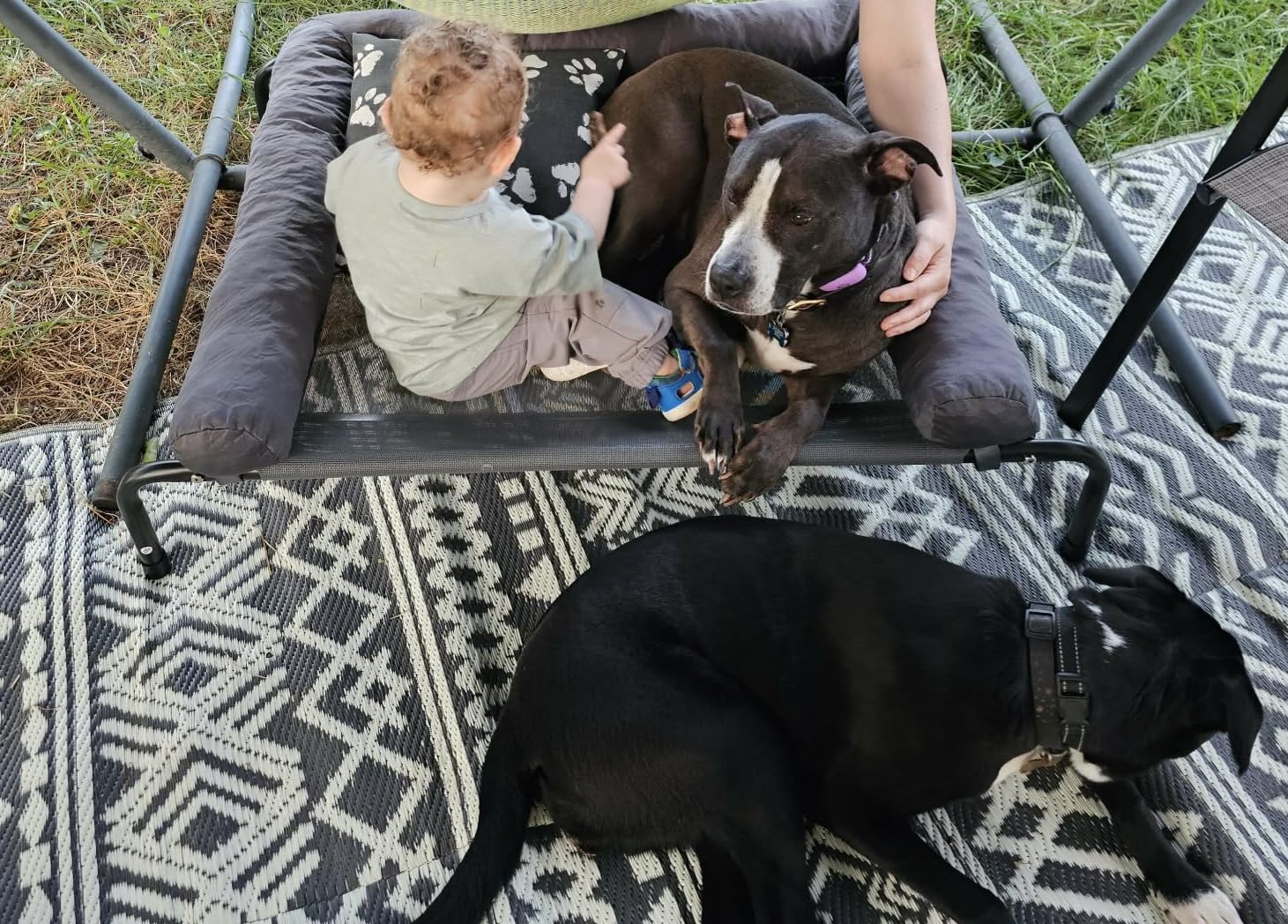 WESTERN HOME Cooling Elevated Dog Bed for Large Dogs, Portable Indoor & Outdoor Raised Dog Bed with Breathable Mesh, Chew Proof Pet Hammock Cots with Removable and Waterproof Bolsters customer photo 1