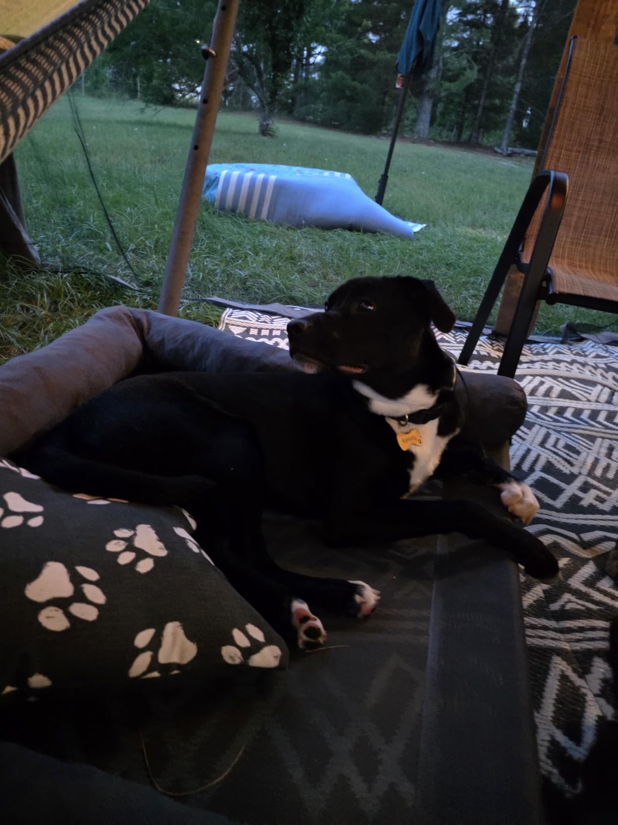WESTERN HOME Cooling Elevated Dog Bed for Large Dogs, Portable Indoor & Outdoor Raised Dog Bed with Breathable Mesh, Chew Proof Pet Hammock Cots with Removable and Waterproof Bolsters customer photo 2