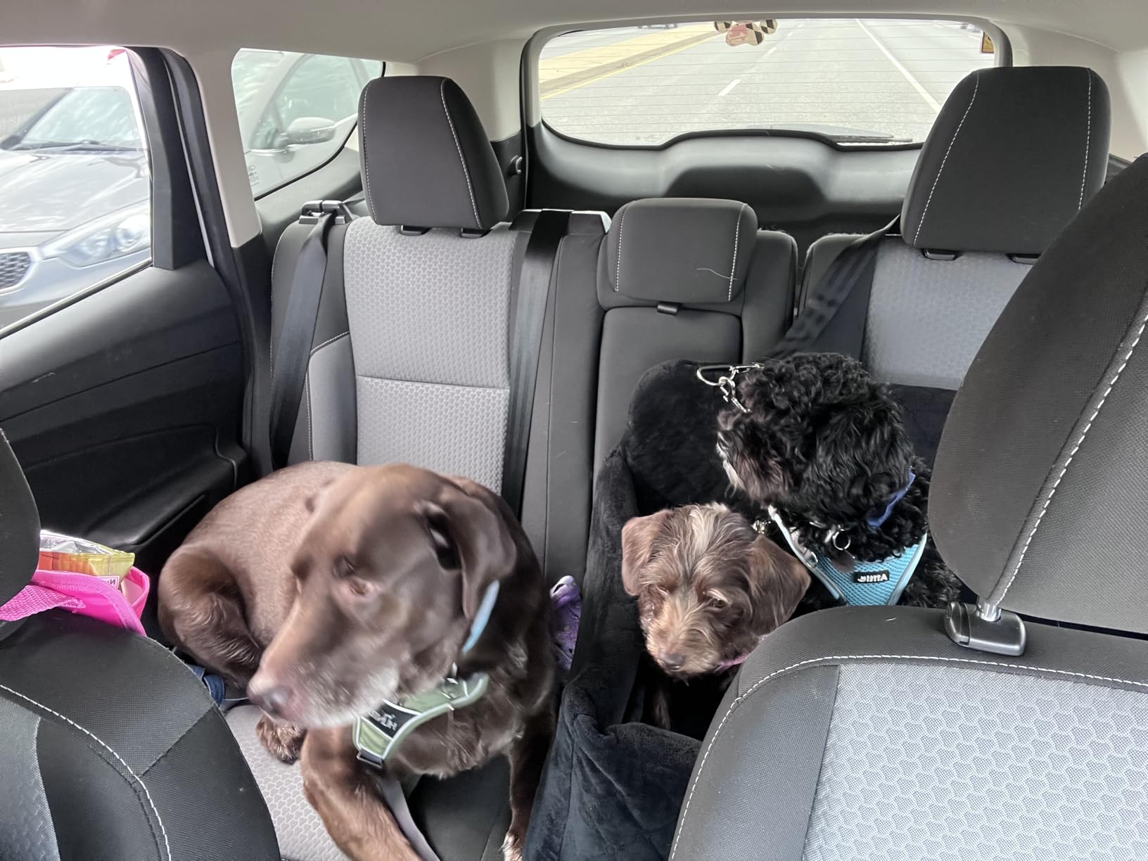 Wooaidagg Dog Car Seat for Medium & Large Dogs Up to 55lbs, Memory Foam Cushion, Washable Cover, Safety Straps & Non-Slip Bottom (Black, Large) customer photo 1