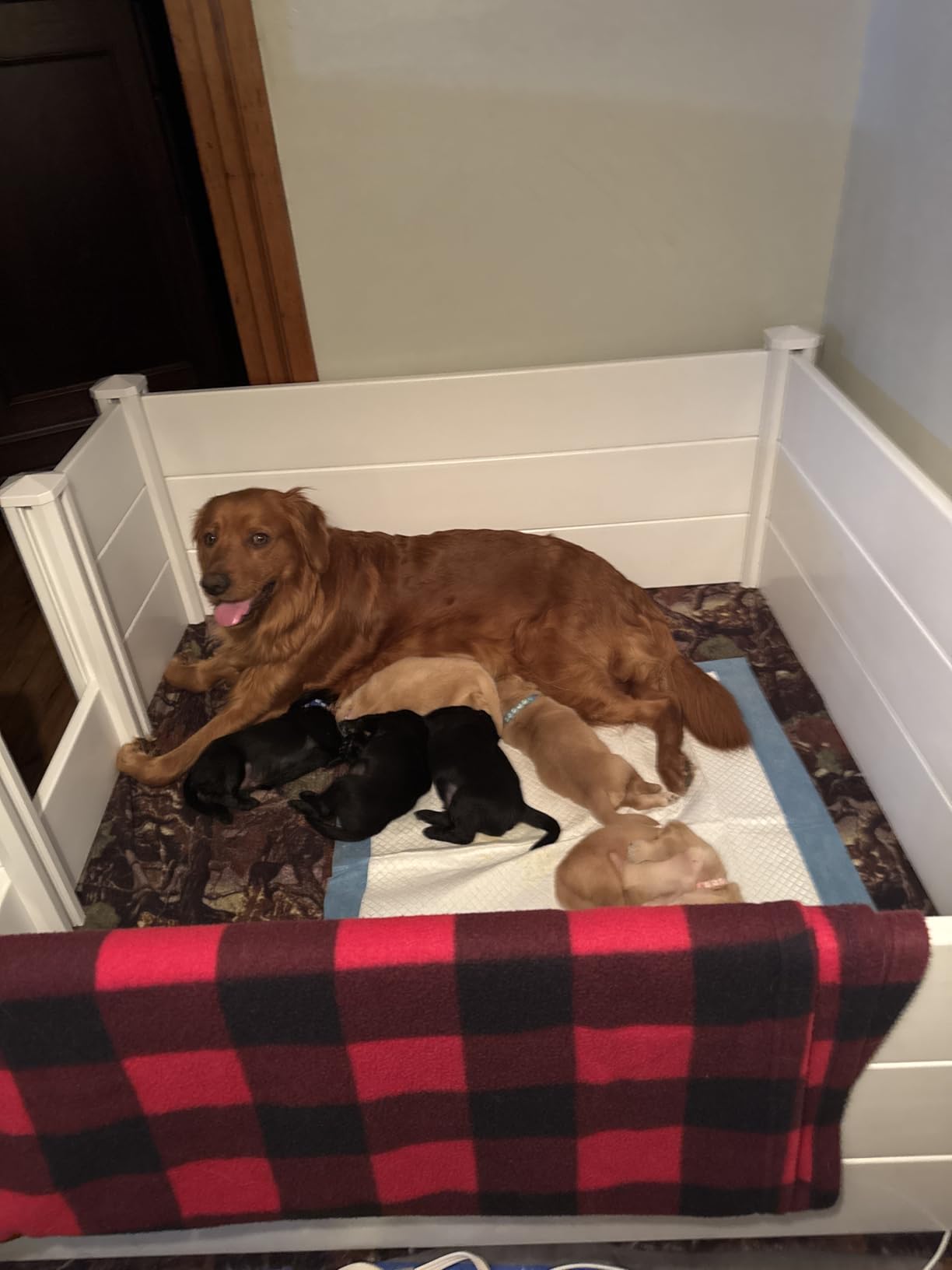 Whelping Box for Large Breed Dogs, PVC Puppy Playpen, Waterproof & Rustproof Whelping Pen, 48x48x18 in, White customer photo 1