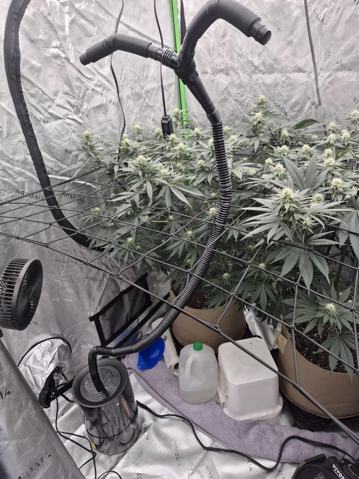 Spider Farmer 5L Cool Mist Plant Humidifier with Hose for Indoor Grow Tent | App Control, Target Humidity Set, 450ml/H Max Output, Temp & Humidity Probe, Extendable Targeting Hose customer photo 1