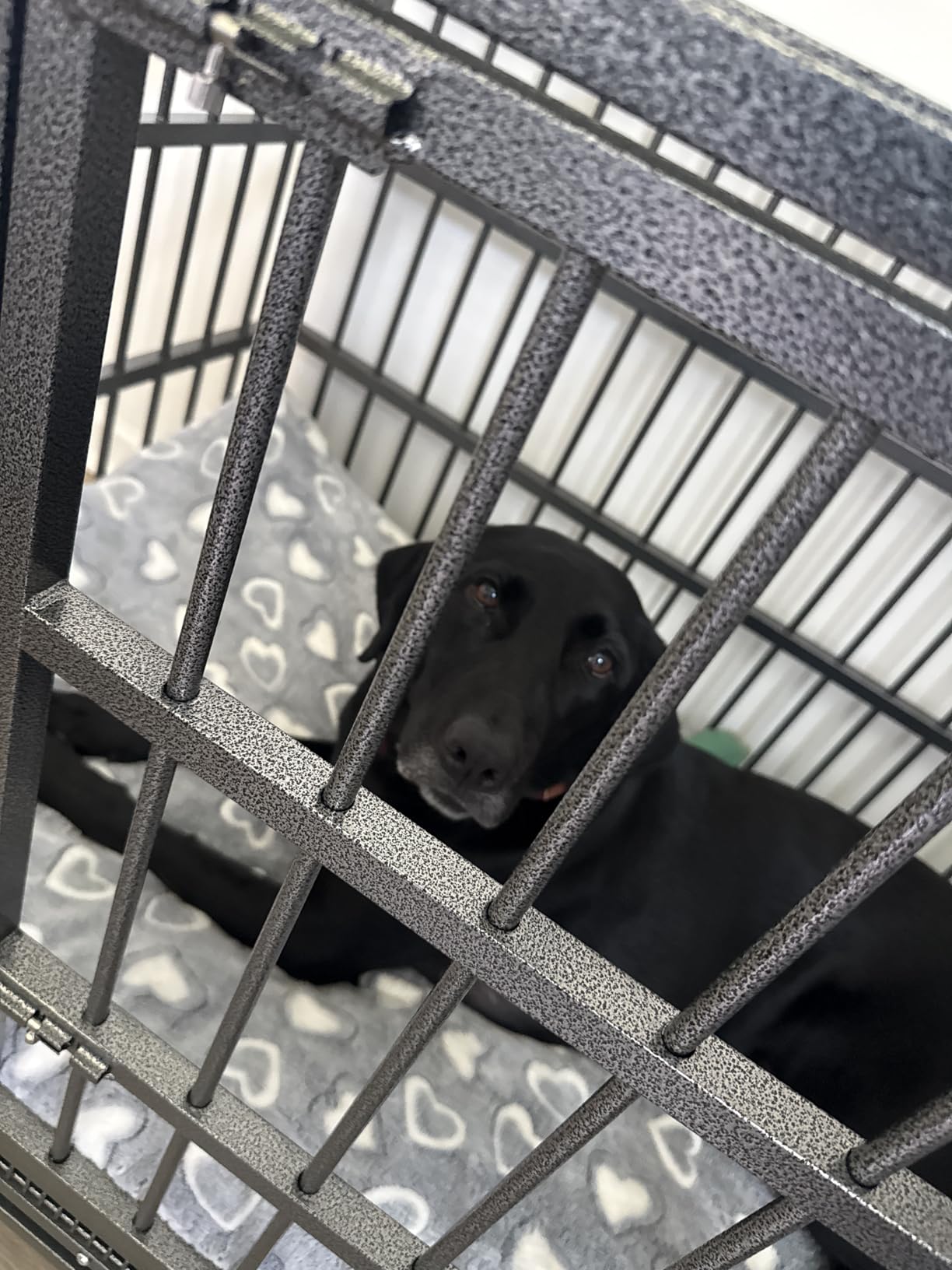 Boldbone 48 inch Dog Crate Furniture, Heavy Duty Dog Kennel Indoor for Large Dogs, Escape-Proof and Chew-Proof Wooden Dog Cage for High Anxiety Dog, Decorate House as TV Stand, End Table, Black customer photo 1