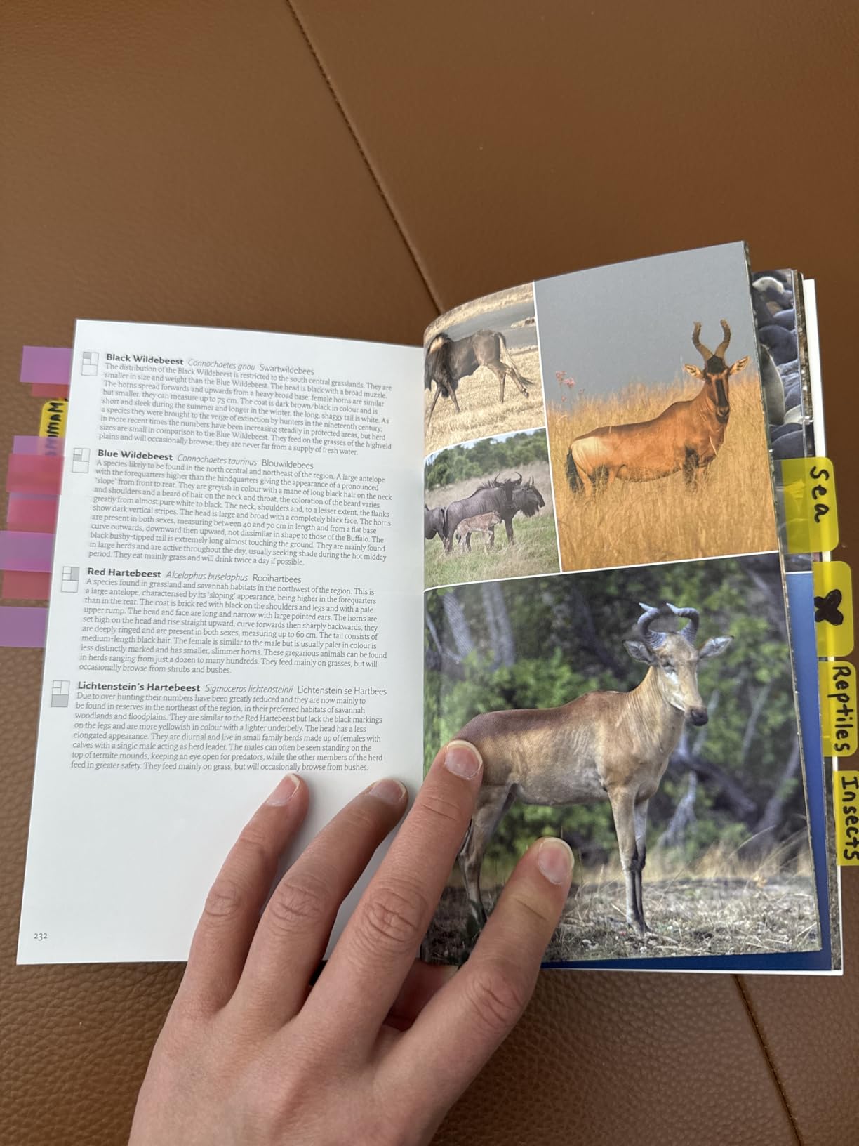 Wildlife of Southern Africa (Princeton Pocket Guides) customer photo 2