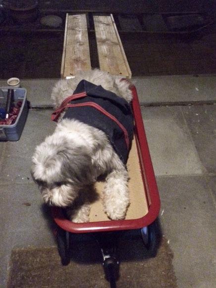 Radio Flyer Classic Red Wagon, for Kids 1.5+, Wagon for Kids or Cargo customer photo 1
