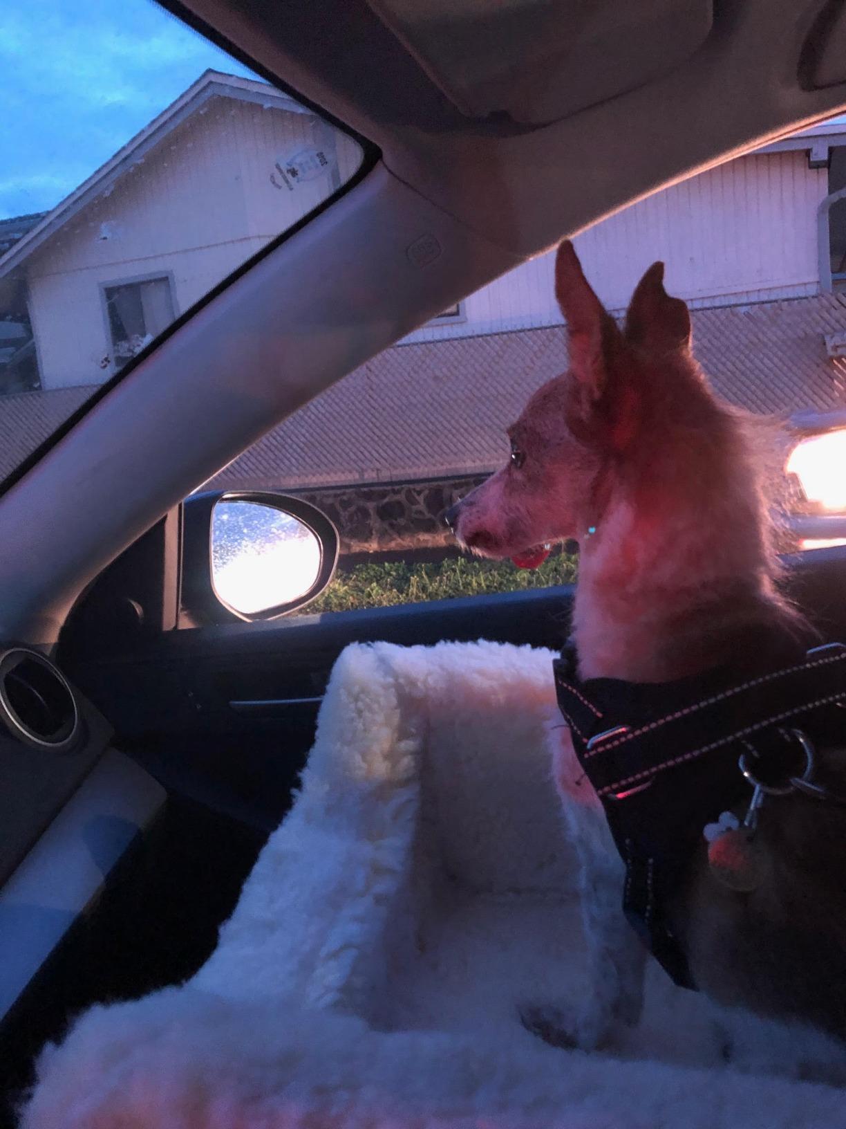 Snoozer Lookout I Car Seat - Dog Car Seats for Small Dogs, Puppy Booster Bed for Small & Medium Sized Pets Up to 25 Lbs, Elevated, Washable - Medium, Black Quilted customer photo 1