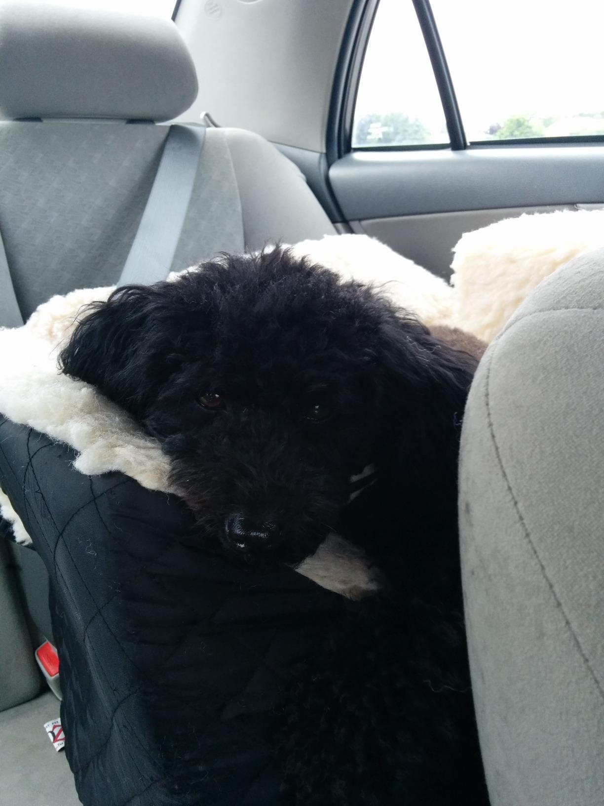 Snoozer Lookout I Car Seat - Dog Car Seats for Small Dogs, Puppy Booster Bed for Small & Medium Sized Pets Up to 25 Lbs, Elevated, Washable - Medium, Black Quilted customer photo 2