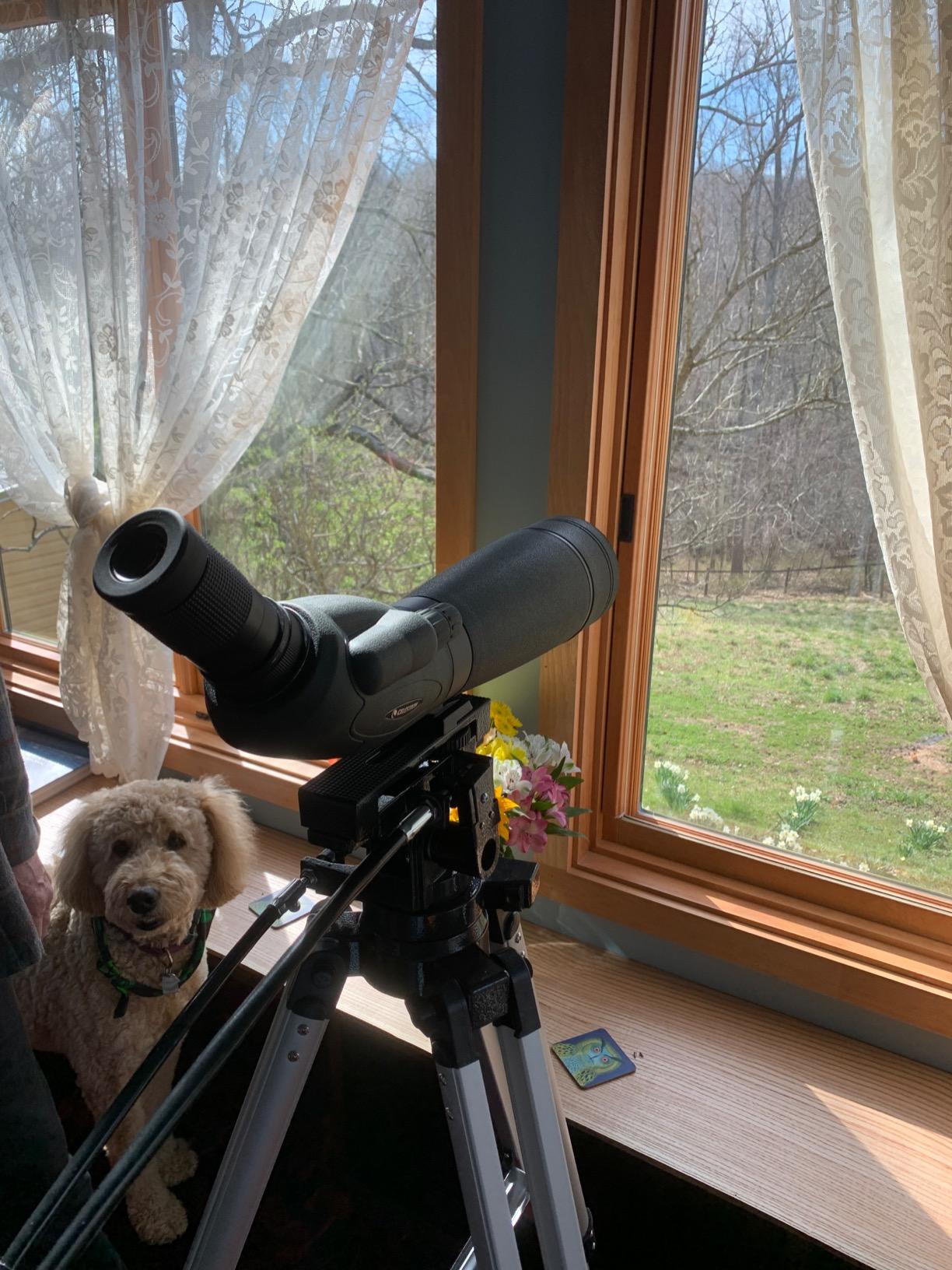 Celestron Heavy-Duty Alt-Azimuth Tripod for Spotting Scopes & Telescopes | Heavy-Duty Mount, Precision Slow-Motion Controls in Altitude and Azimuth, Built for Large Optics, Smooth Tracking customer photo 2