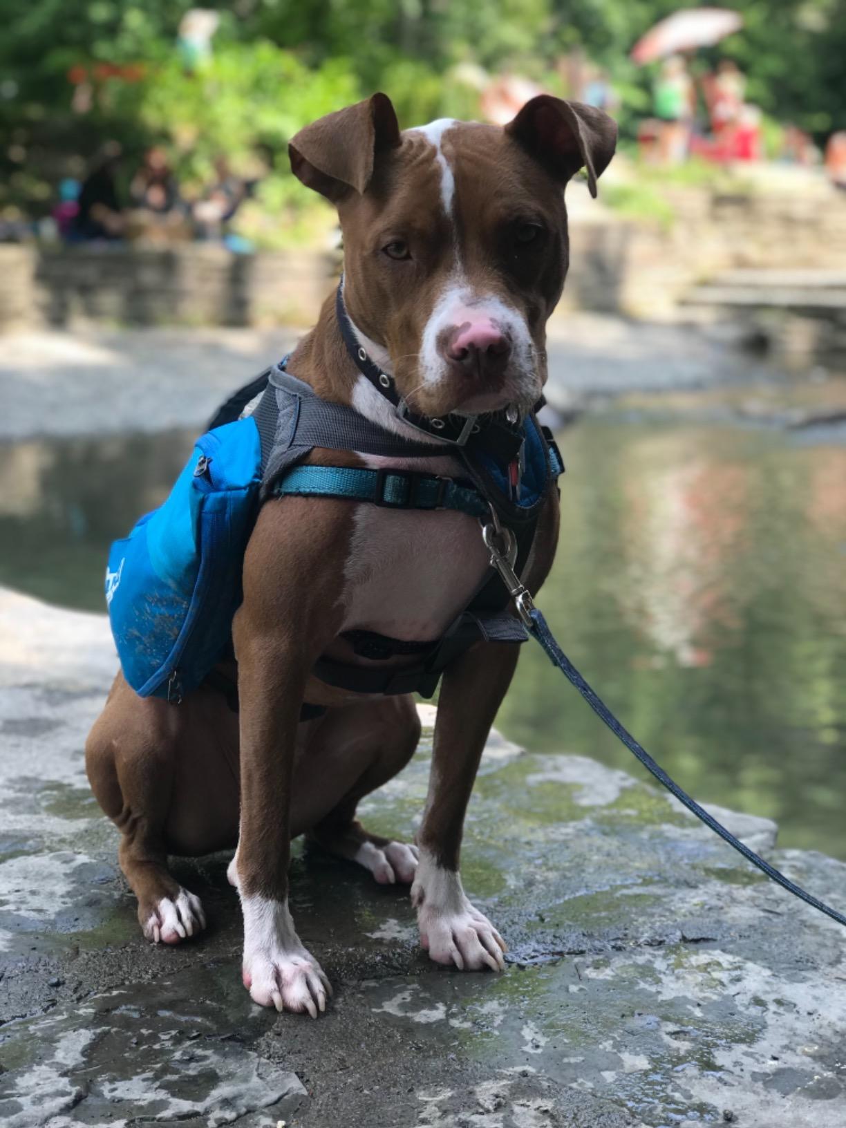 Outward Hound DayPak Blue Dog Saddleback Backpack, Large customer photo 1
