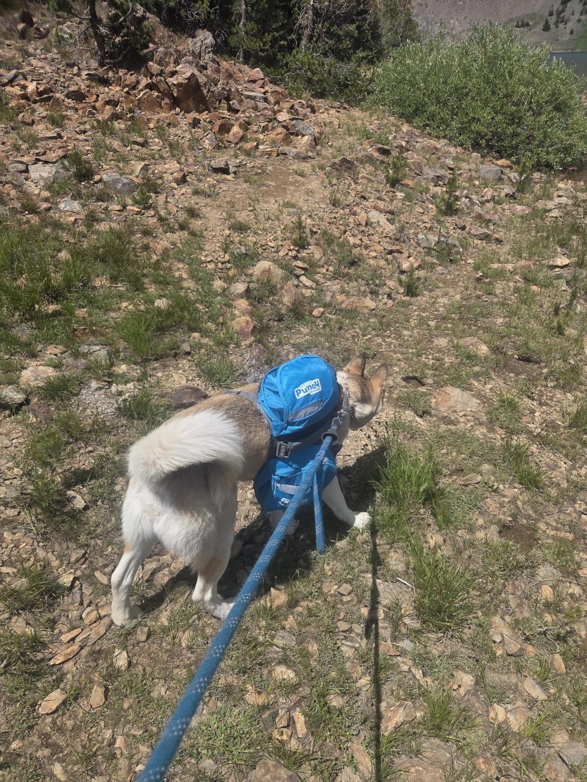 Outward Hound DayPak Blue Dog Saddleback Backpack, Large customer photo 2