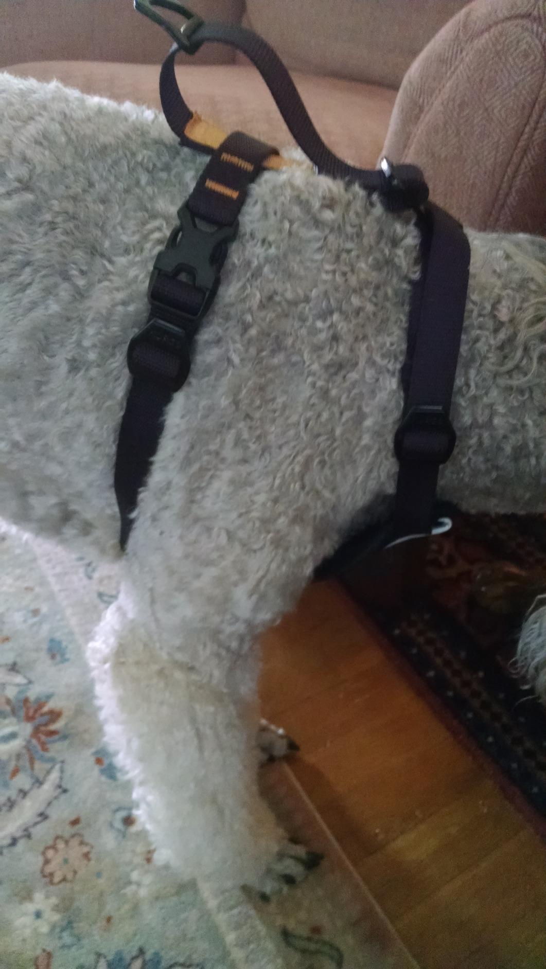 Tru-Fit Smart Harness, Black, Medium | Dog Walking Harness with Quick Release Buckles, Front & Back Leash Attachments, Reflective Trim, Includes Seatbelt Tether customer photo 1