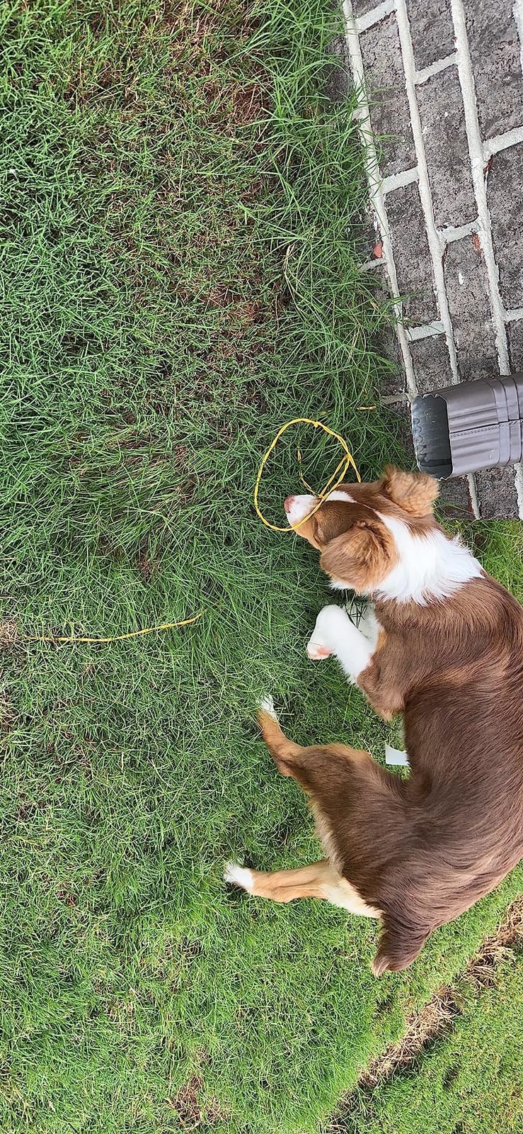 PetSafe Extra In-Ground Fence Boundary Wire, 20-Gauge Copper, 500 ft | Solid Core Copper Wire to Expand PetSafe In-Ground Fence, Covers Approximately 1/3 Acre customer photo 2