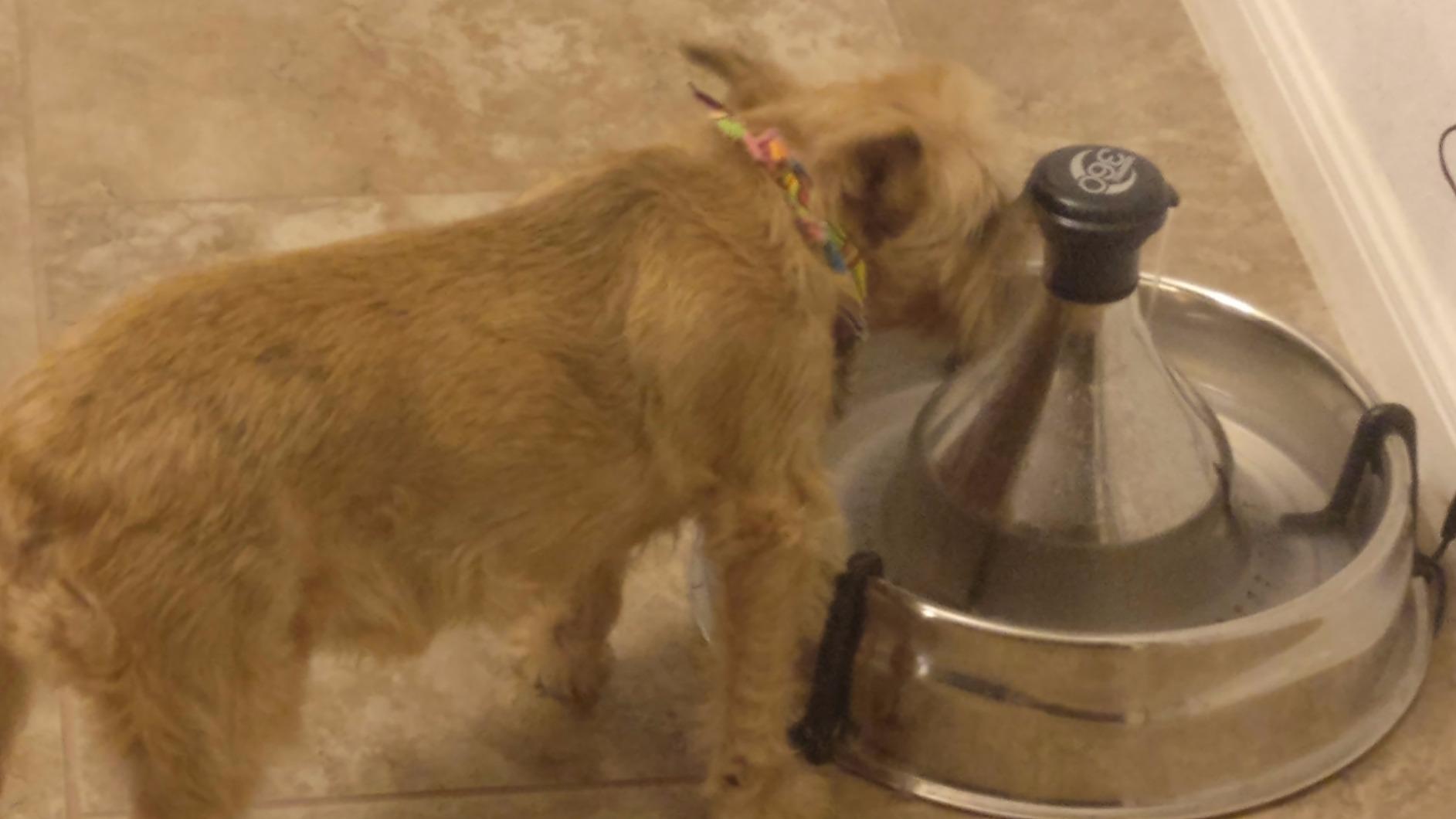 Drinkwell Stainless Multi-Pet Fountain, red, 8 lb (PWW00-13705) | Customizable 1-5 Water Streams, Rust/Scratch-Resistant Stainless Steel, Carbon and Foam Filters Included customer photo 2