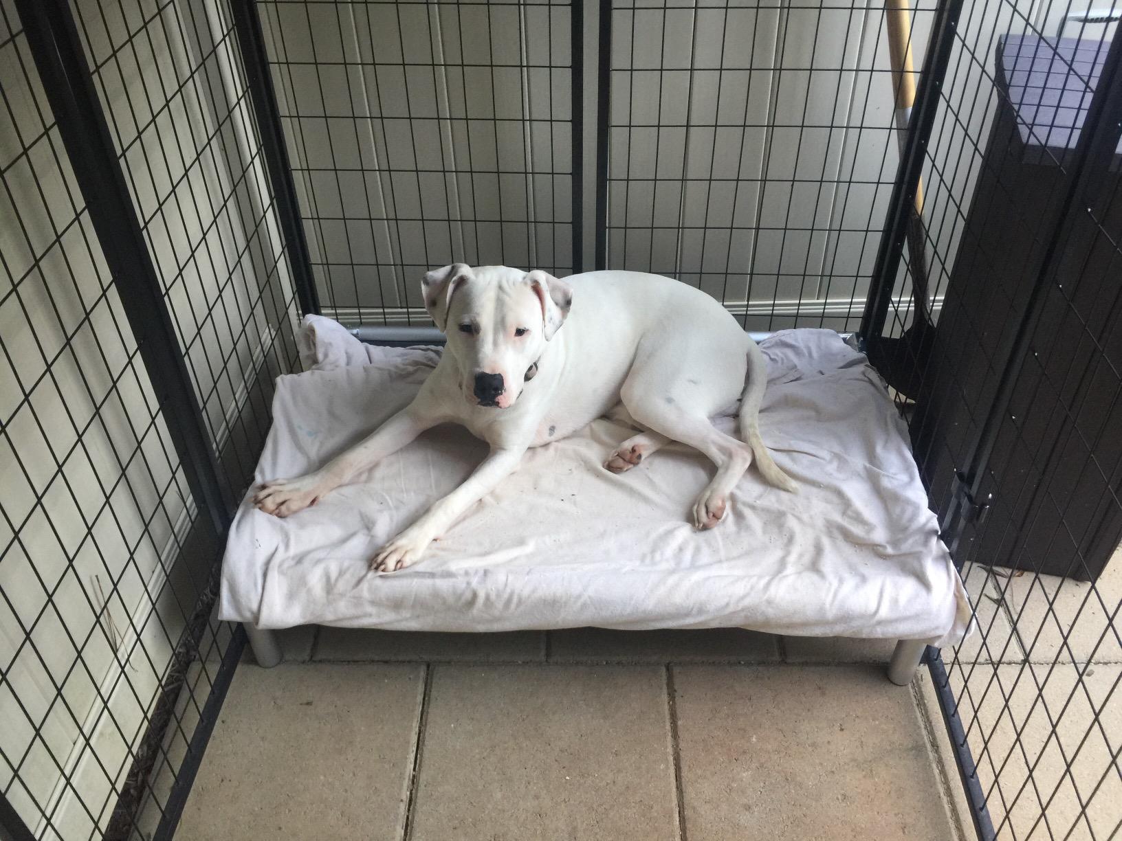 Chewproof Elevated Dog Bed - Silver Aluminum - 50