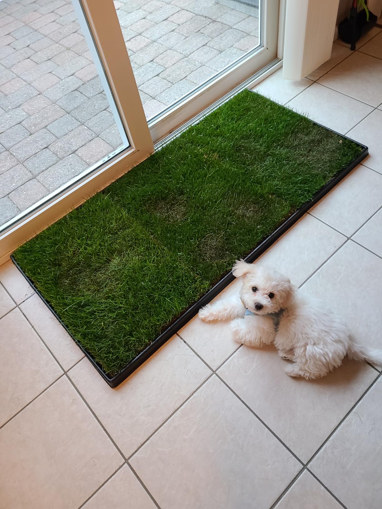 Fresh Patch Real Grass Patch for Dogs, Cats, and Small-Medium Pets Under 15 Pounds - Disposable Pet Grass Pee Pads - Indoor and Outdoor Potty Training Mat (16 Inches x 24 Inches) customer photo 1