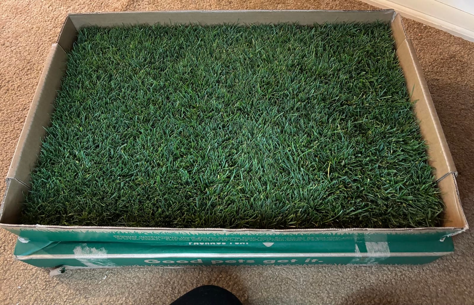 Fresh Patch Real Grass Patch for Dogs, Cats, and Small-Medium Pets Under 15 Pounds - Disposable Pet Grass Pee Pads - Indoor and Outdoor Potty Training Mat (16 Inches x 24 Inches) customer photo 2