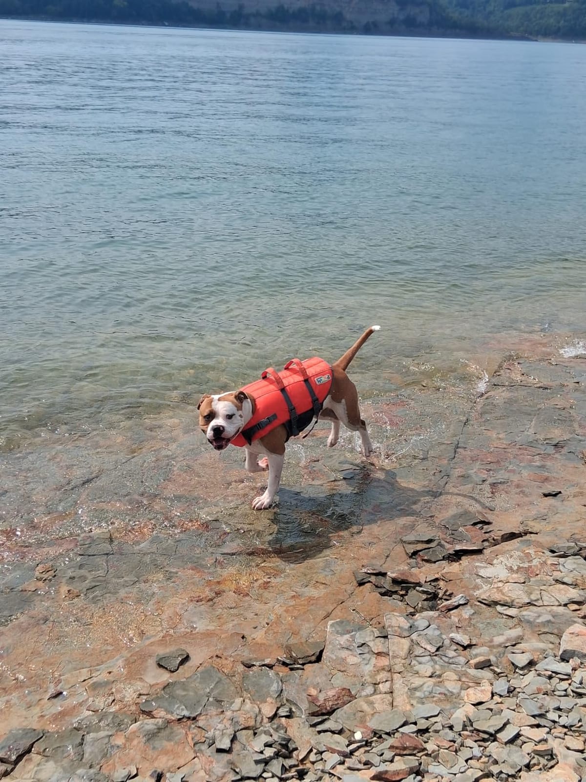 Outward Hound Granby Splash Dog Life Jacket, Life Vest, Orange, Large | Max Buoyancy, Adjustable Fit, Head/Neck Support, Rescue Handle, Reflective, Swimming & Boating, Large Dogs (28-32
