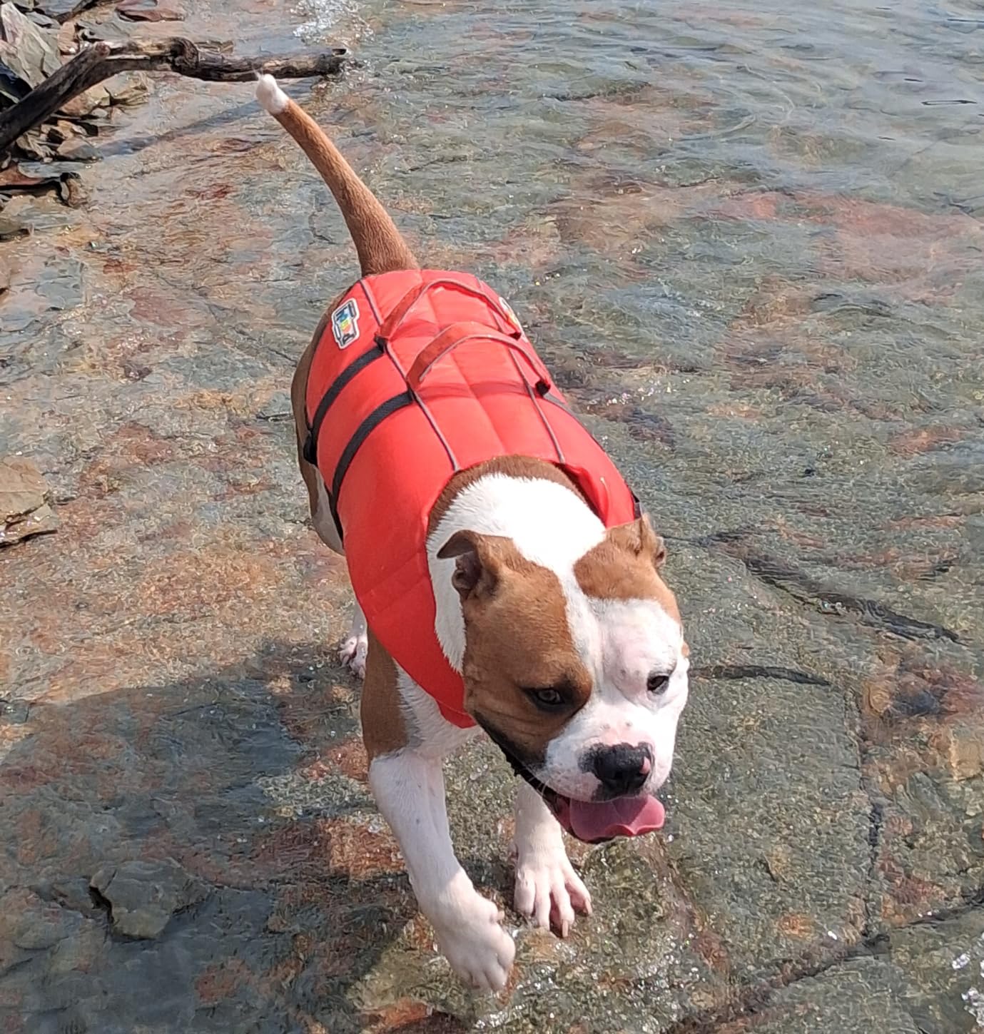 Outward Hound Granby Splash Dog Life Jacket, Life Vest, Orange, Large | Max Buoyancy, Adjustable Fit, Head/Neck Support, Rescue Handle, Reflective, Swimming & Boating, Large Dogs (28-32