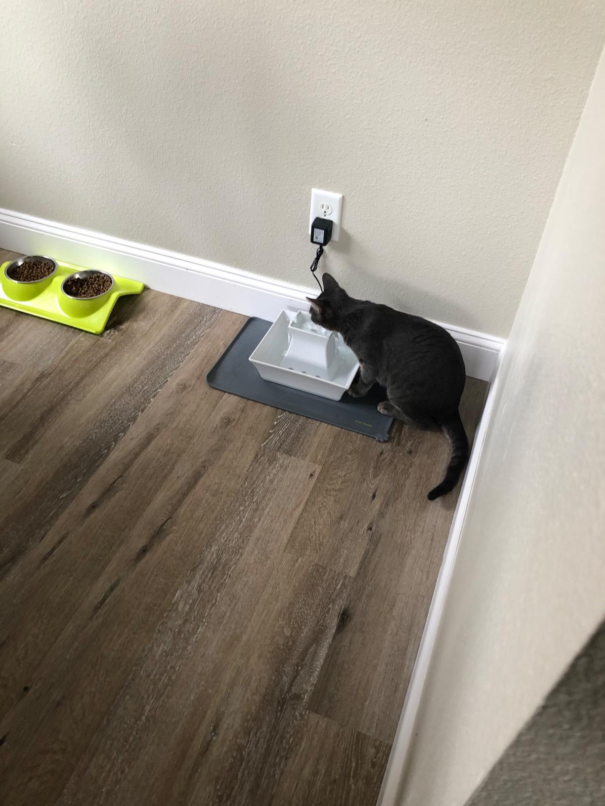 Drinkwell Pagoda Fountain, Filters Included, 70 oz Ceramic, White | 2 Free-Falling Water Streams Encourage Hydration, Pet Water Fountain for Cats & Small Dogs, Replaceable Carbon & Foam Filters customer photo 1