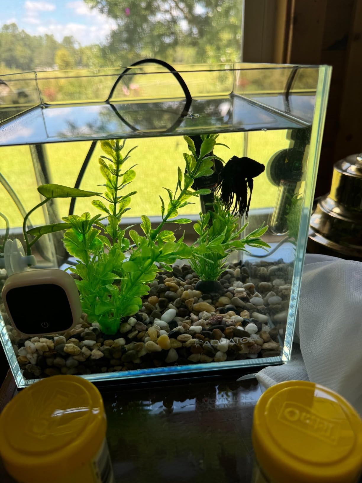 Aquatop High Clarity Low Iron Glass Cube Aquarium, 7.1 Gallon - 5mm Thick Glass - Slim Design - Ideal for Fresh & Saltwater - Desktop Tank with Silicone Sealing customer photo 1