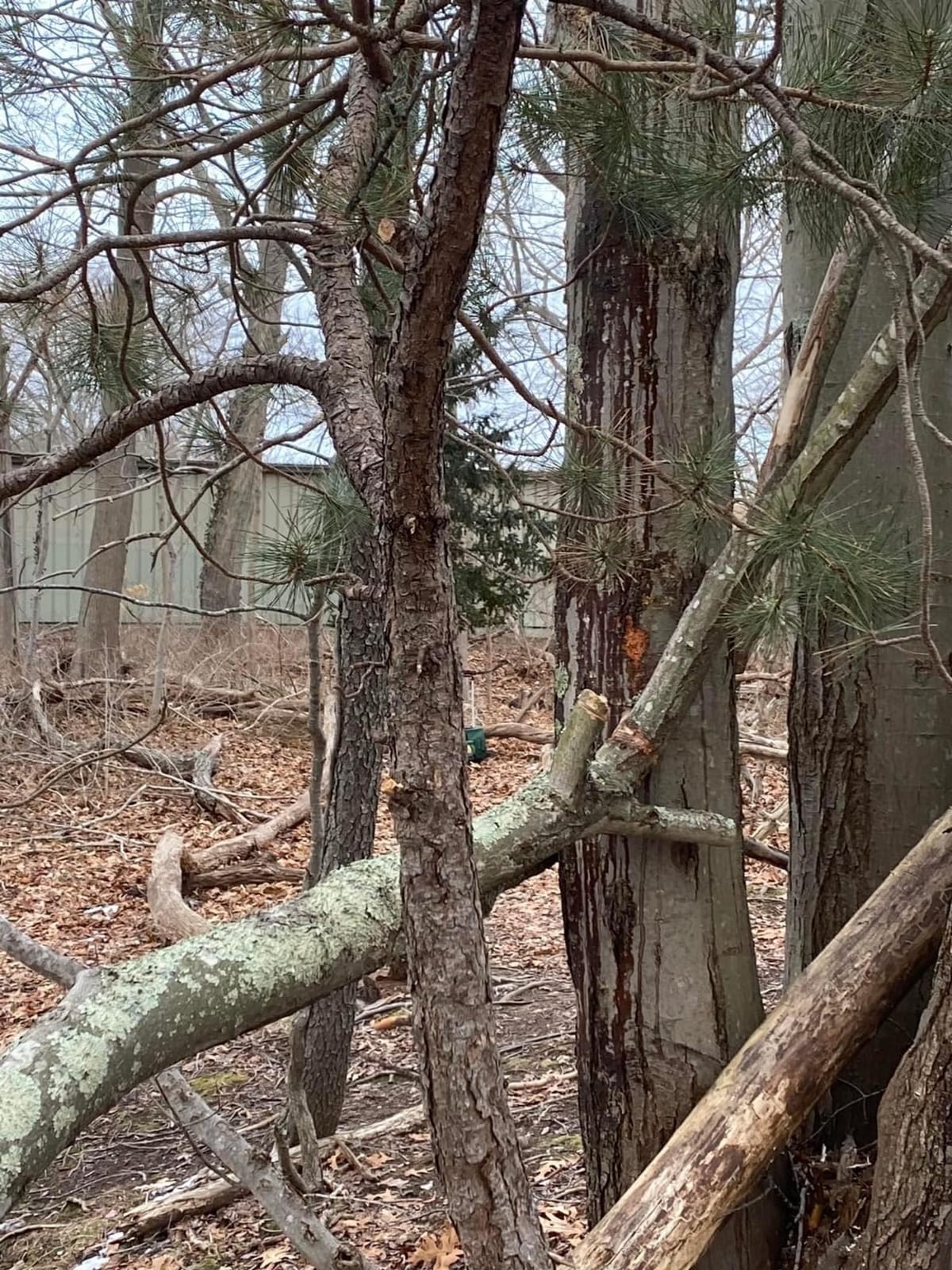 BLACK+DECKER 20V MAX Cordless Chainsaw, 10-Inch Battery Chainsaw, Tool Only (LCS1020B) customer photo 2