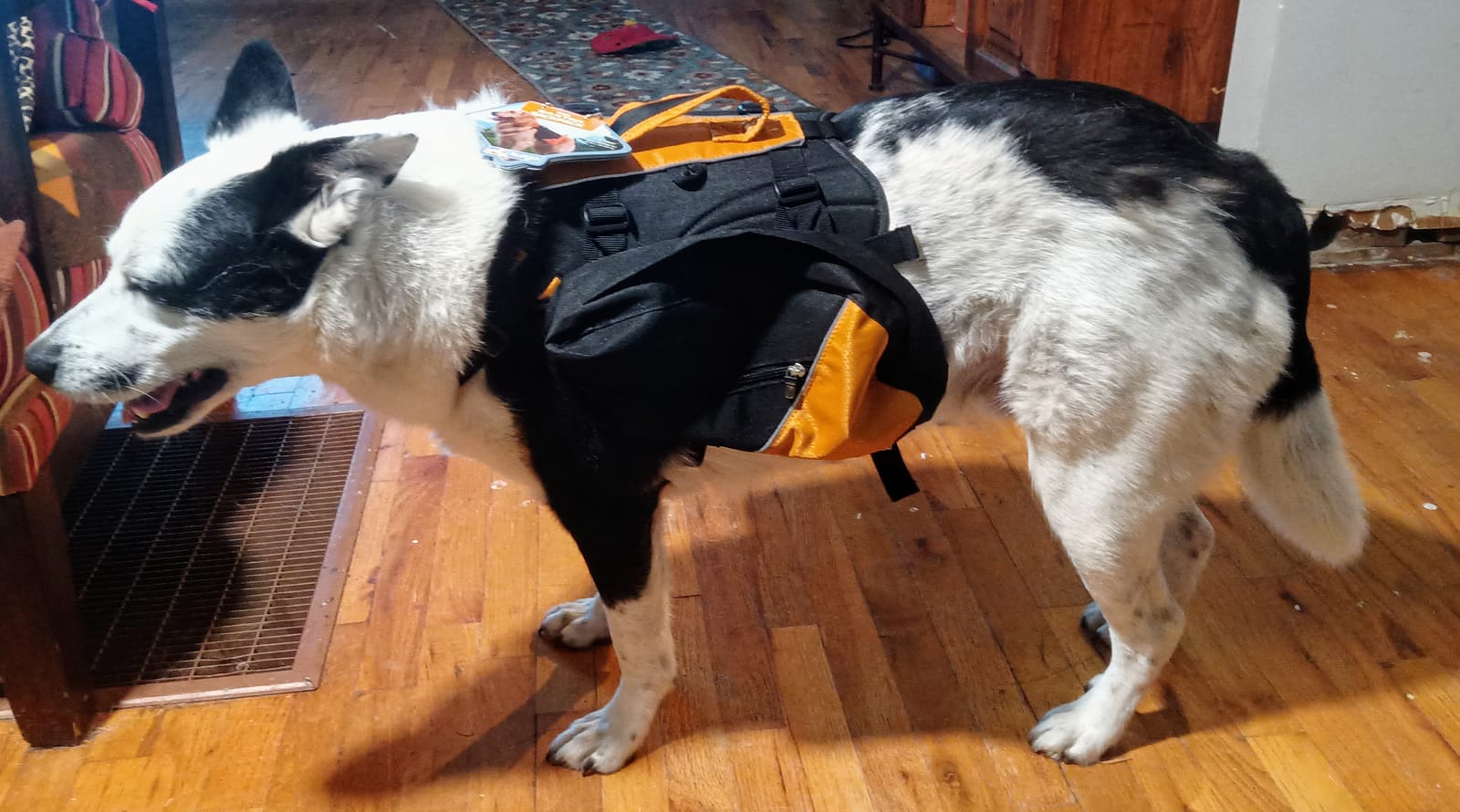 Kurgo Big Baxter Dog Backpack Harness, Chili/Barn Red | Integrated Harness & 2-Sided Saddlebag Holds 7.5L, 8 Adjustment Points, Reflective Trim, Padded Handle, for Dogs 50-110 Lb customer photo 2