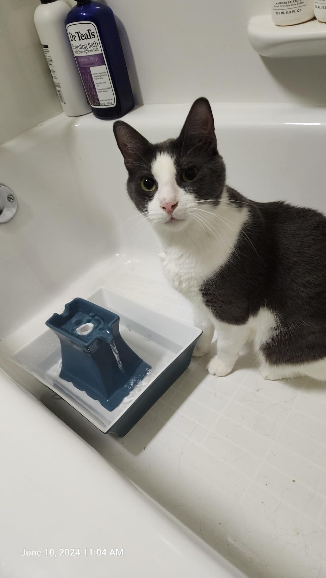 Cat and Dog Water Fountain - Automatic Water Dispenser - Drinkwell Pagoda Ceramic Fountain for Pets - Filter Included - Blue - 70 oz, Model: PWW00-14898 customer photo 2