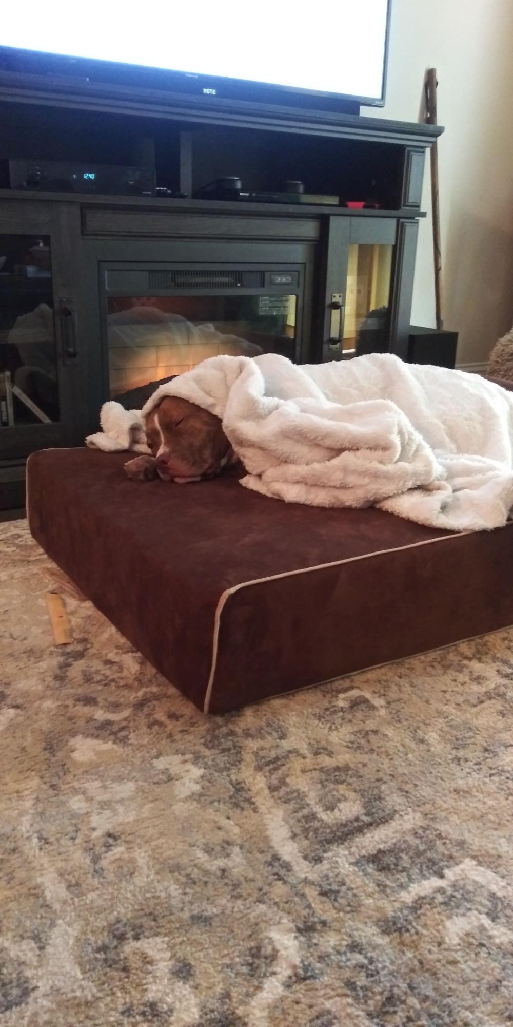 Big Barker Orthopedic Dog Bed - Medical Grade Memory Foam Premium Quality Bed for Giant & Senior Dogs - Waterproof Liner Large Dog Bed for Arthritic Joints - Color: Chocolate - Large (48L x 30W x 7H) customer photo 1
