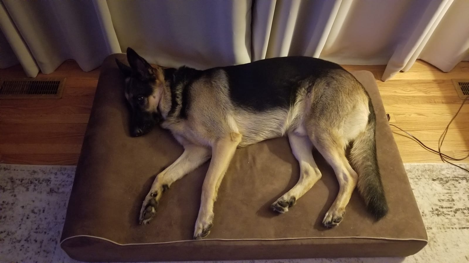 Big Barker Orthopedic Dog Bed - Medical Grade Memory Foam Premium Quality Bed for Giant & Senior Dogs - Waterproof Liner Large Dog Bed for Arthritic Joints - Color: Chocolate - Large (48L x 30W x 7H) customer photo 2