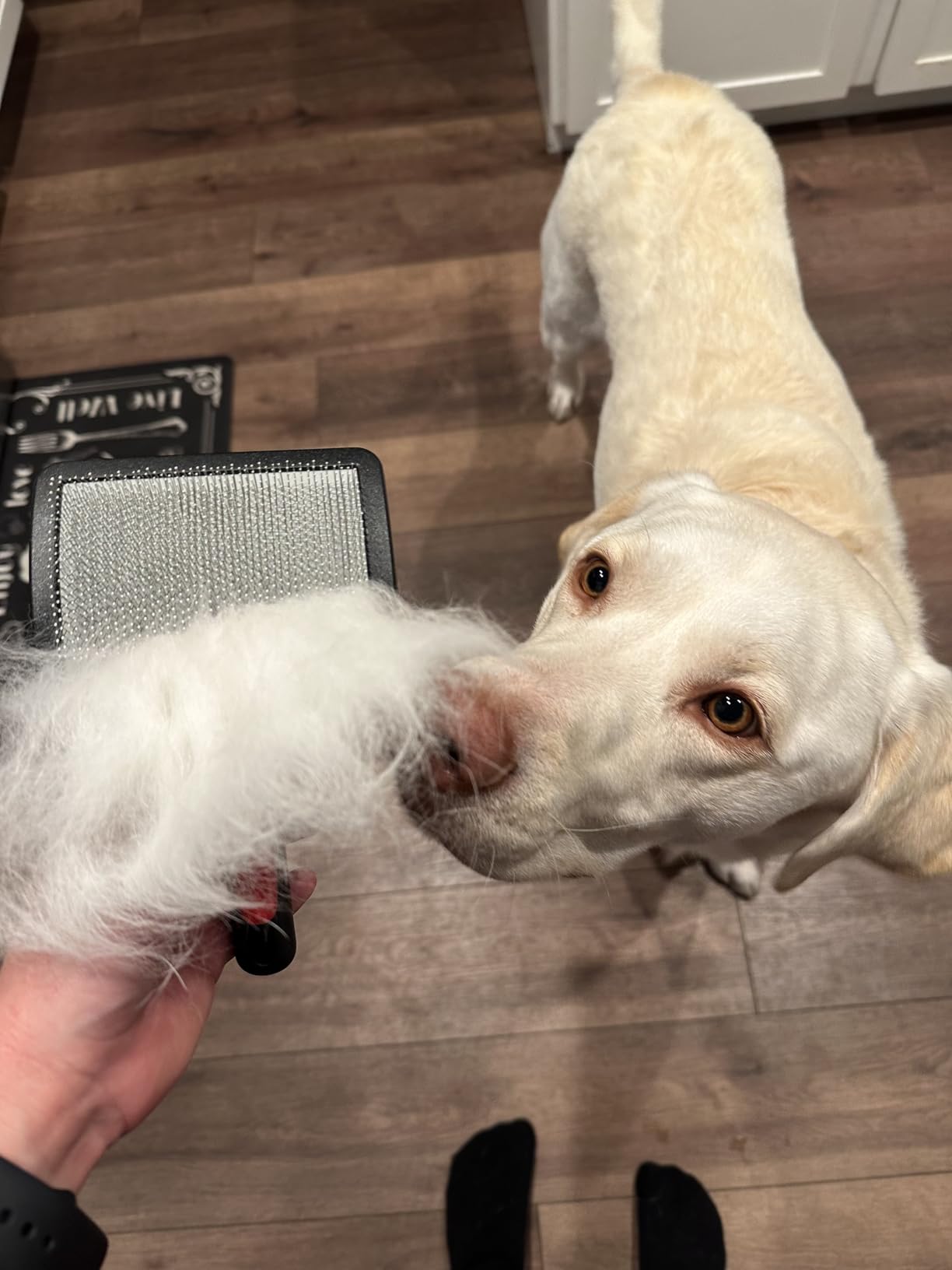 Paw Brothers Soft Pin Curved Slicker Brush for Dogs, Coated Tips, Maximum Coverage, Gentle on Skin, Large customer photo 2