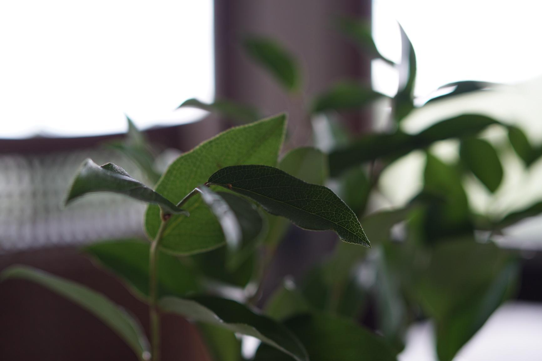 Sony SEL50F14Z Planar T* FE 50mm f/1.4 ZA Lens customer photo 2