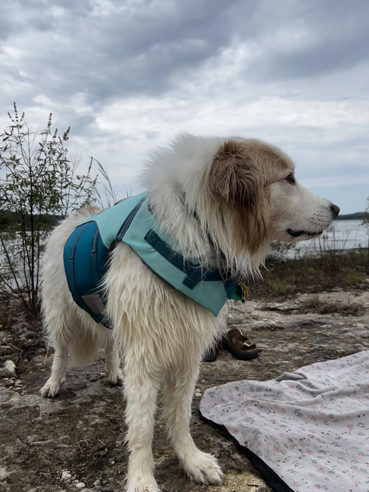 VIVAGLORY Dog Life Vest Sports Style Dog Swim Vest, M, Blue | Lifejacket with Leash Ring & Handle for Swimming & Boating, Reflective Adjustable for Puppy Doggy Cat customer photo 2