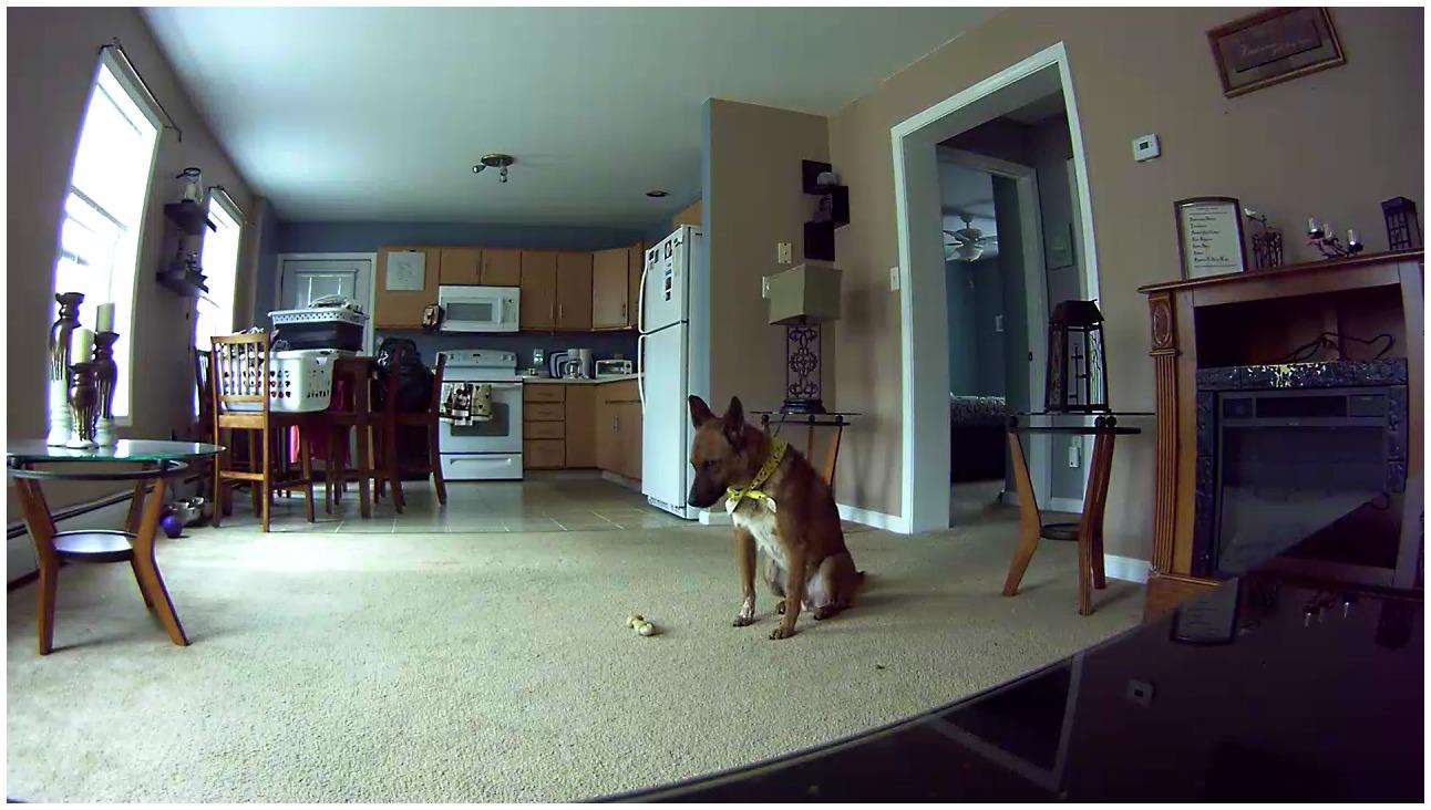 Petcube Bites Pet Camera with Treat Dispenser: HD 1080p Video Monitor, 2-Way Audio, Night Vision, Sound and Motion Alerts. For Dogs and Cats, Matte Silver (PB913NVTD) customer photo 1