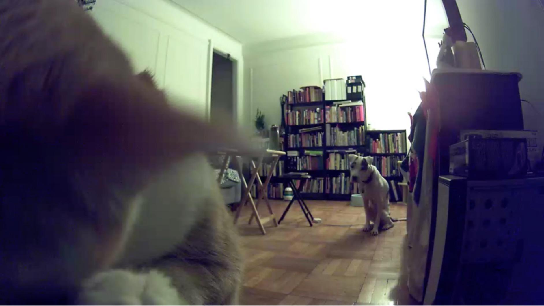 Petcube Bites Pet Camera with Treat Dispenser: HD 1080p Video Monitor, 2-Way Audio, Night Vision, Sound and Motion Alerts. For Dogs and Cats, Matte Silver (PB913NVTD) customer photo 2
