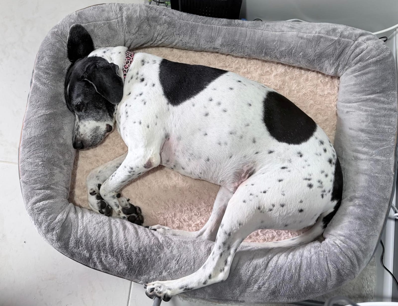 JOYELF Large Memory Foam Dog Bed, Orthopedic Dog Bed & Sofa with Removable Washable Cover and Squeaker Toy as Gift customer photo 1