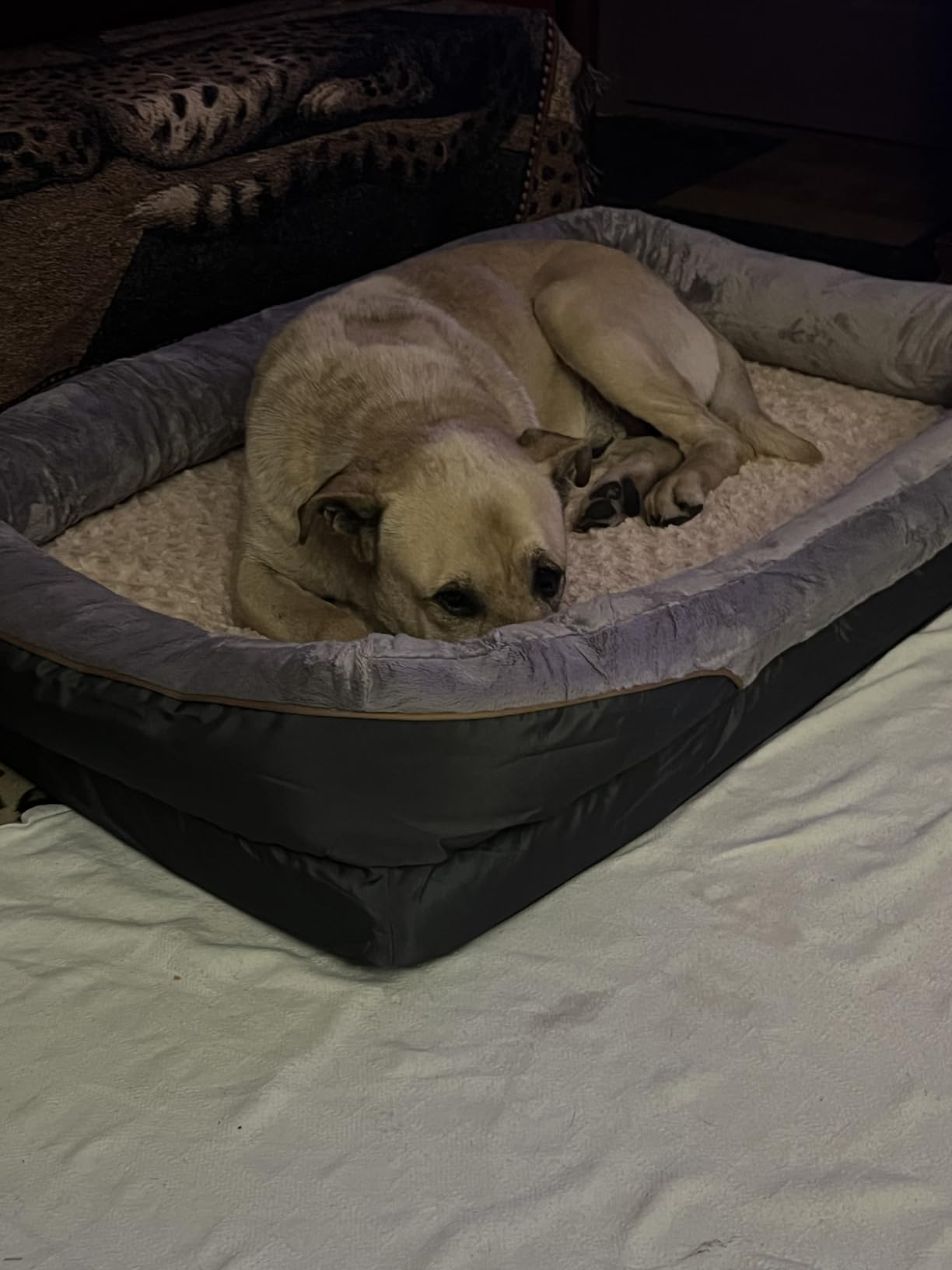 JOYELF Large Memory Foam Dog Bed, Orthopedic Dog Bed & Sofa with Removable Washable Cover and Squeaker Toy as Gift customer photo 2
