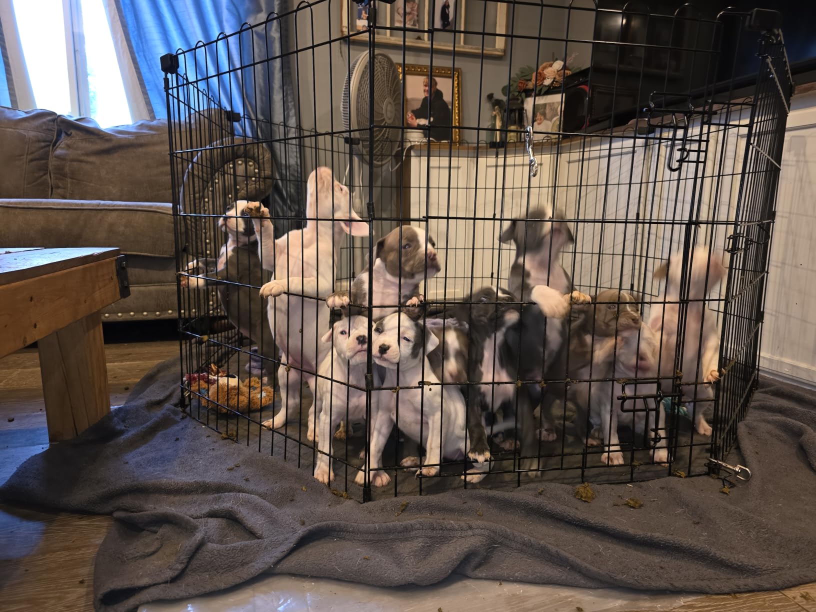 Amazon Basics Foldable Metal Exercise Dog Playpen, Indoor/Outdoor, Single Door, 8 Panels, 36 Inches, Medium, Black customer photo 2