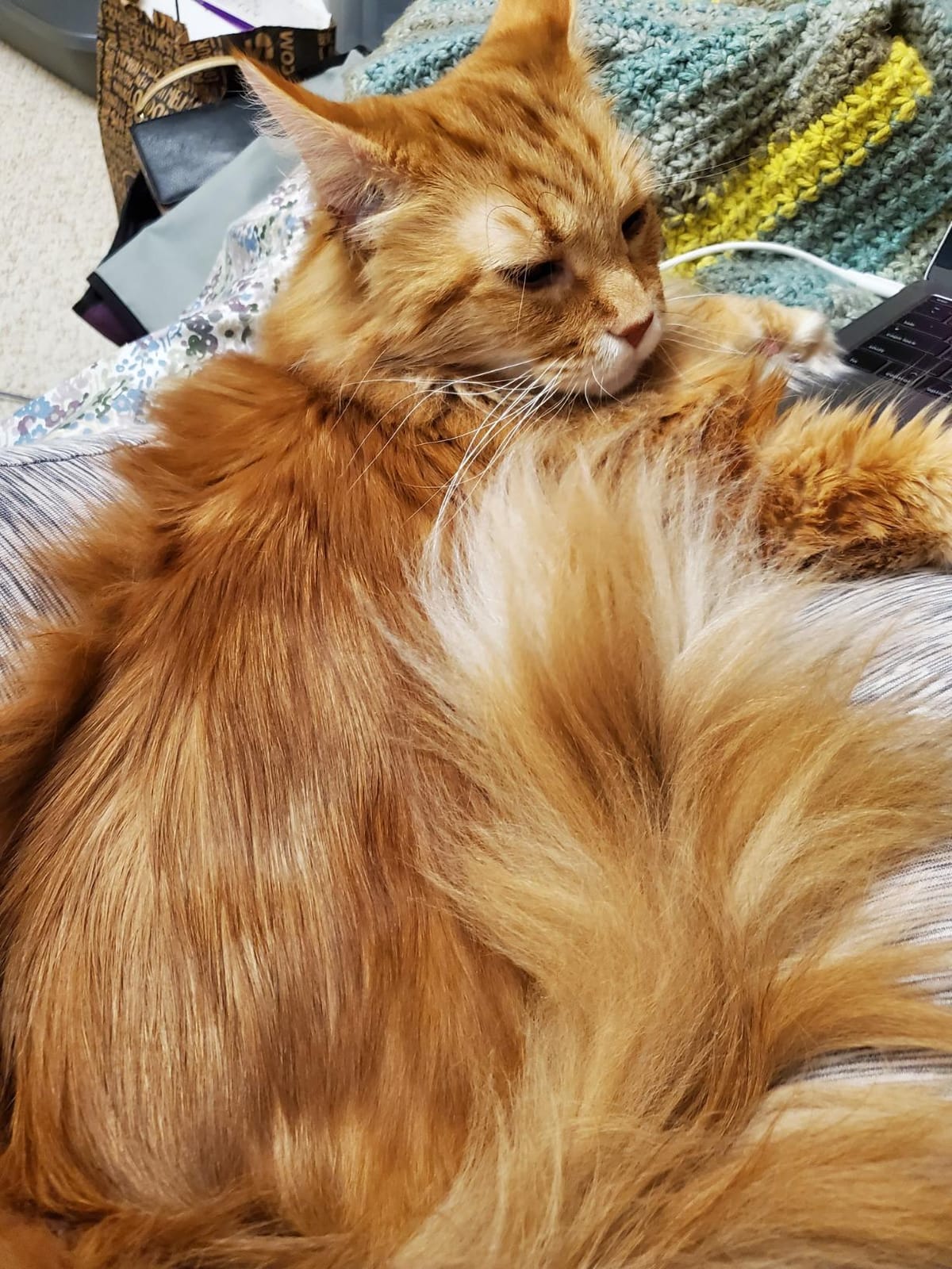 Hertzko Dog Brush - Soft Pin Bristle Pet Brush for Dogs and Cats - Remove Fur, Loose Hair - Comb for Grooming - For Long Haired Dogs and Short Haired Dogs, Cats, Rabbits - Deshedding Tool customer photo 2