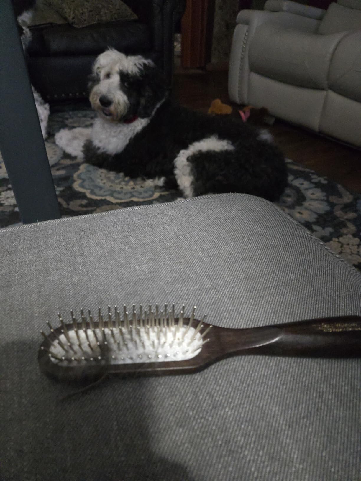 Chris Christensen Dog Brush, 20 mm Ice Slip Dematting Brush - Remove Tough Mats and Tangles, Rounded and Grounded Pins, Doesn't Pull Coat customer photo 1