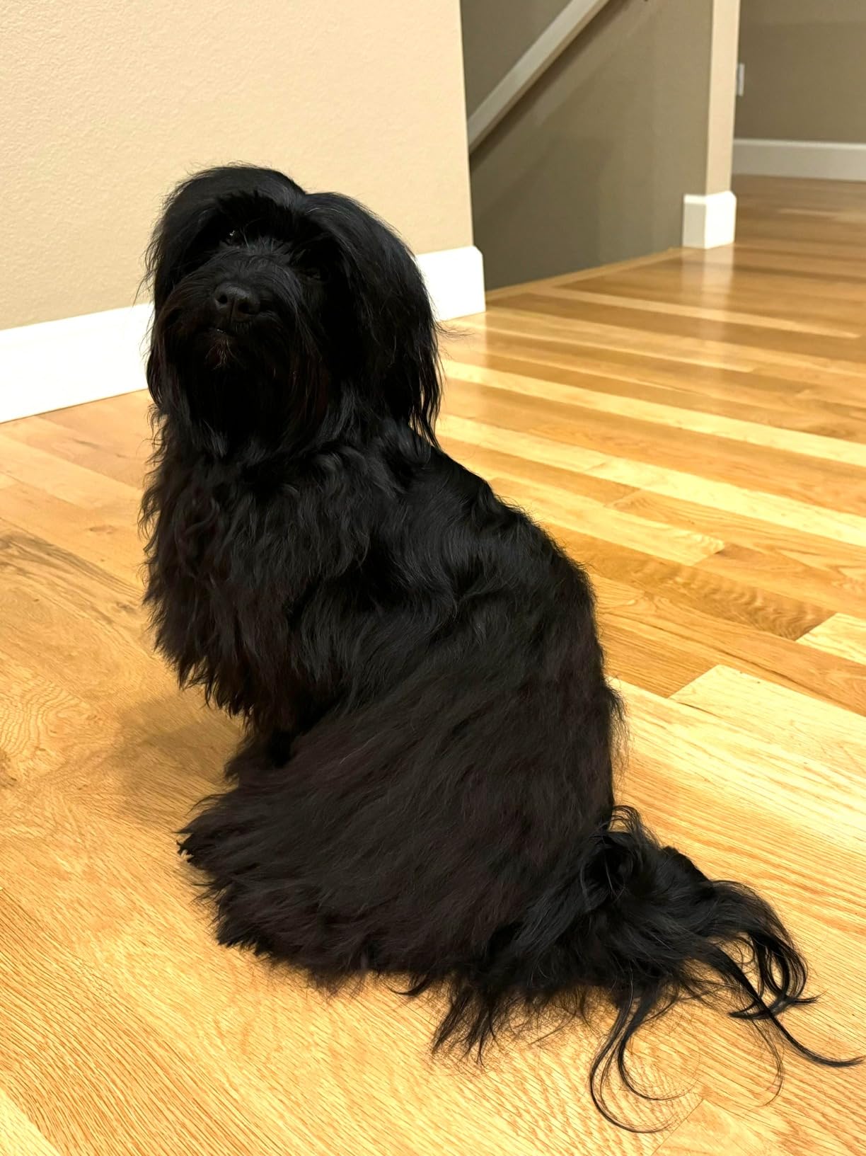 Chris Christensen Dog Brush, 20 mm Ice Slip Dematting Brush - Remove Tough Mats and Tangles, Rounded and Grounded Pins, Doesn't Pull Coat customer photo 2