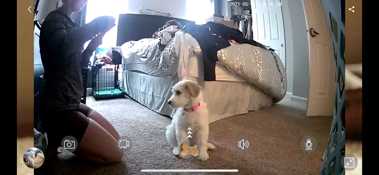 Dog Camera Treat Dispenser,WiFi Full HD Pet Camera with Two-Way Audio and Night Vision,Compatible with Alexa (2.4G WiFi ONLY) (Petalk AI) customer photo 2