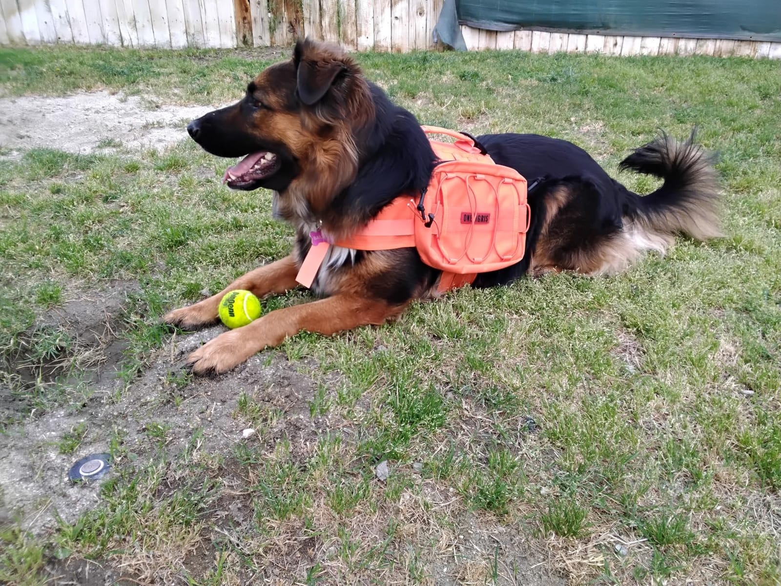 OneTigris Dog Backpack for Medium & Large Dogs, Nylon Backpack for Dogs Tactical Pet Backpack with Side Pockets for Hiking Walking Training Running (Black, Large) customer photo 1