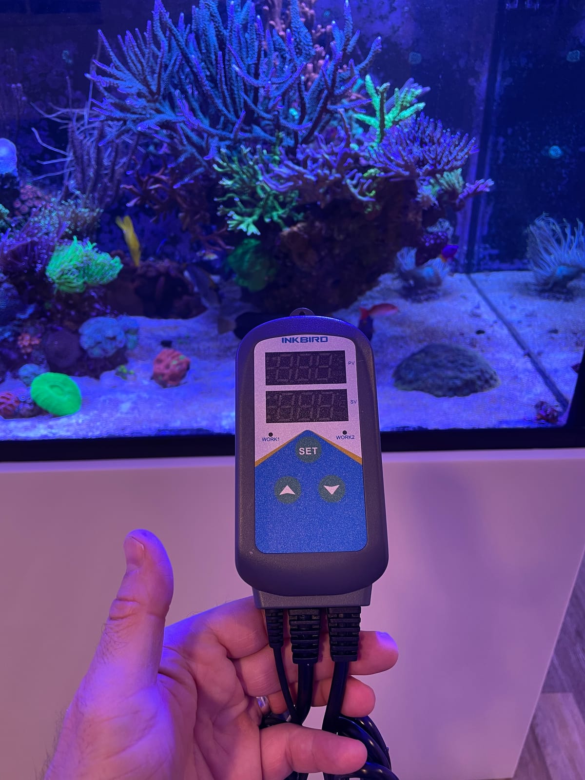 Inkbird Digital Outlet Heat Temperature Controller with Day Night Control for Reptiles Hatching Heat Mat customer photo 1