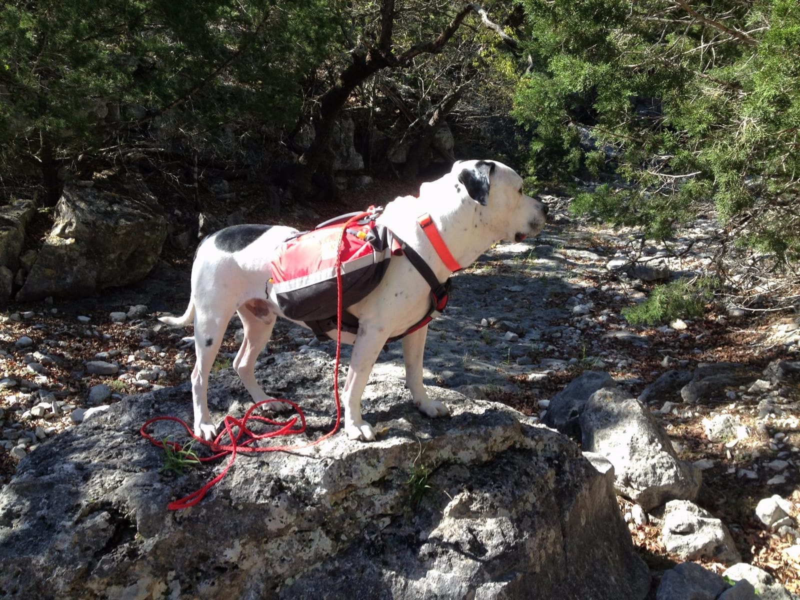 Mountainsmith K9 Dog Pack | Canine Backpack Harness, Adjustable, Saddle Bag Carrier, for Hiking & Camping customer photo 1