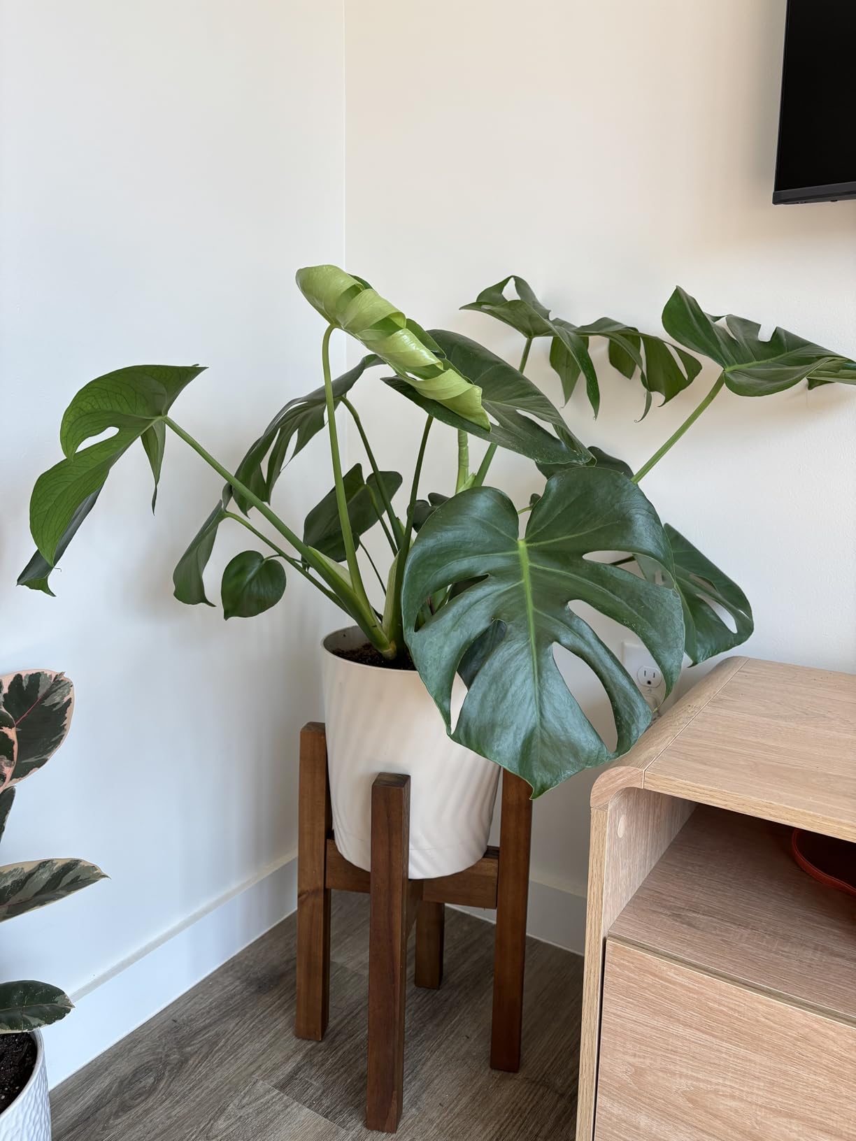 Sophia Mills Mid Century Plant Stand - Solid Wood Item Stand Handmade with Acacia - Fits Medium & Large Pots Sizes 8 to 12 inches (Not Included) (Adjustable Width: 8-12 inches, Dark Brown) customer photo 2