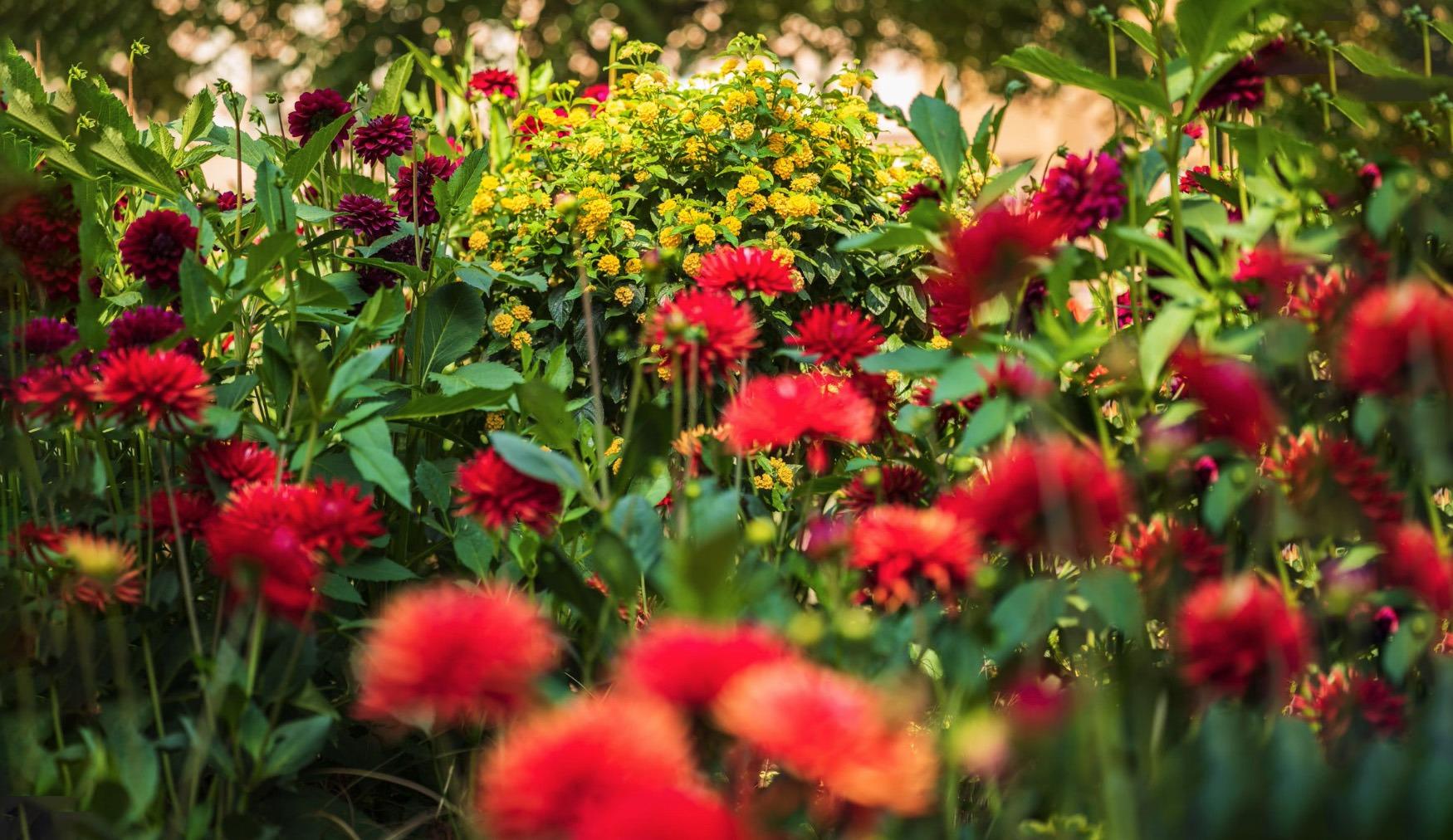 Panasonic LUMIX S PRO 50mm F1.4 Lens, Full-Frame L Mount, LEICA Certified customer photo 1
