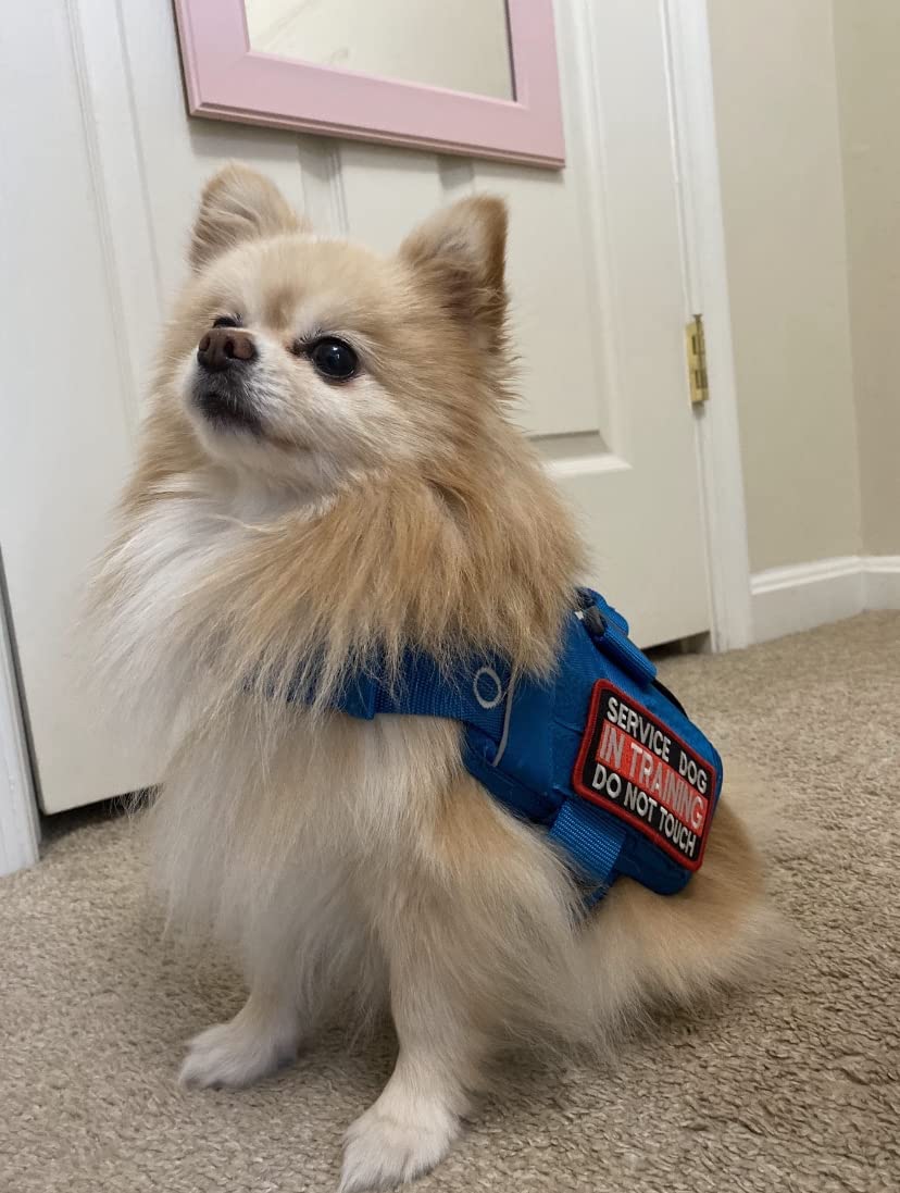 RSG Townie Harness, Blue, Large | MOLLE Compatible, Adjustable Straps, Lightweight, Breathable Mesh, Reflective Trim, Top Control Handle, Great for Active Dogs customer photo 1